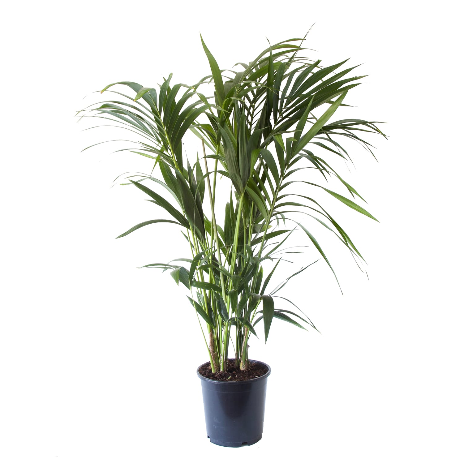 Kentia Palm ↑ 125 cm ⌀ 24 cm