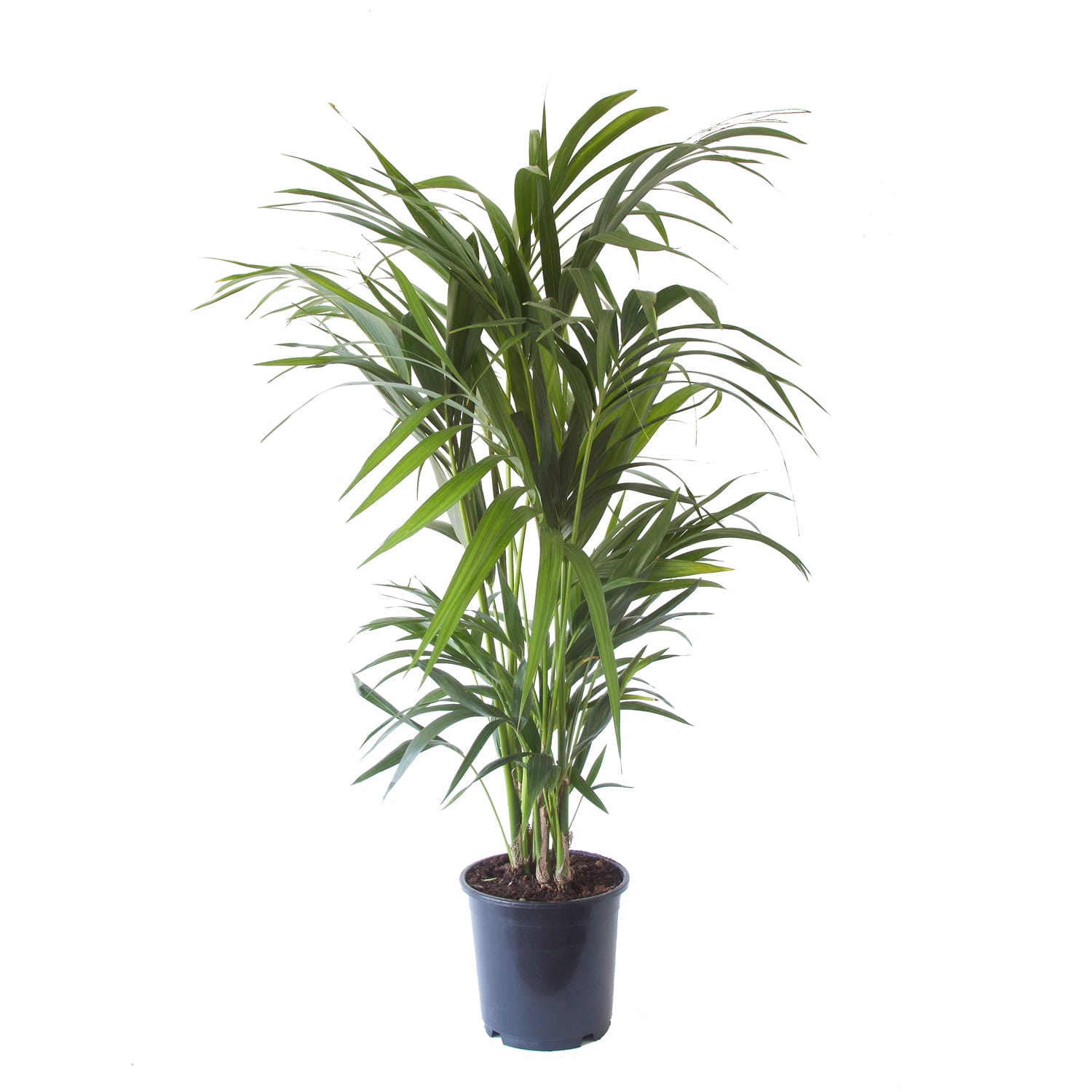 Kentia Palm ↑ 125 cm ⌀ 24 cm - Afbeelding 3