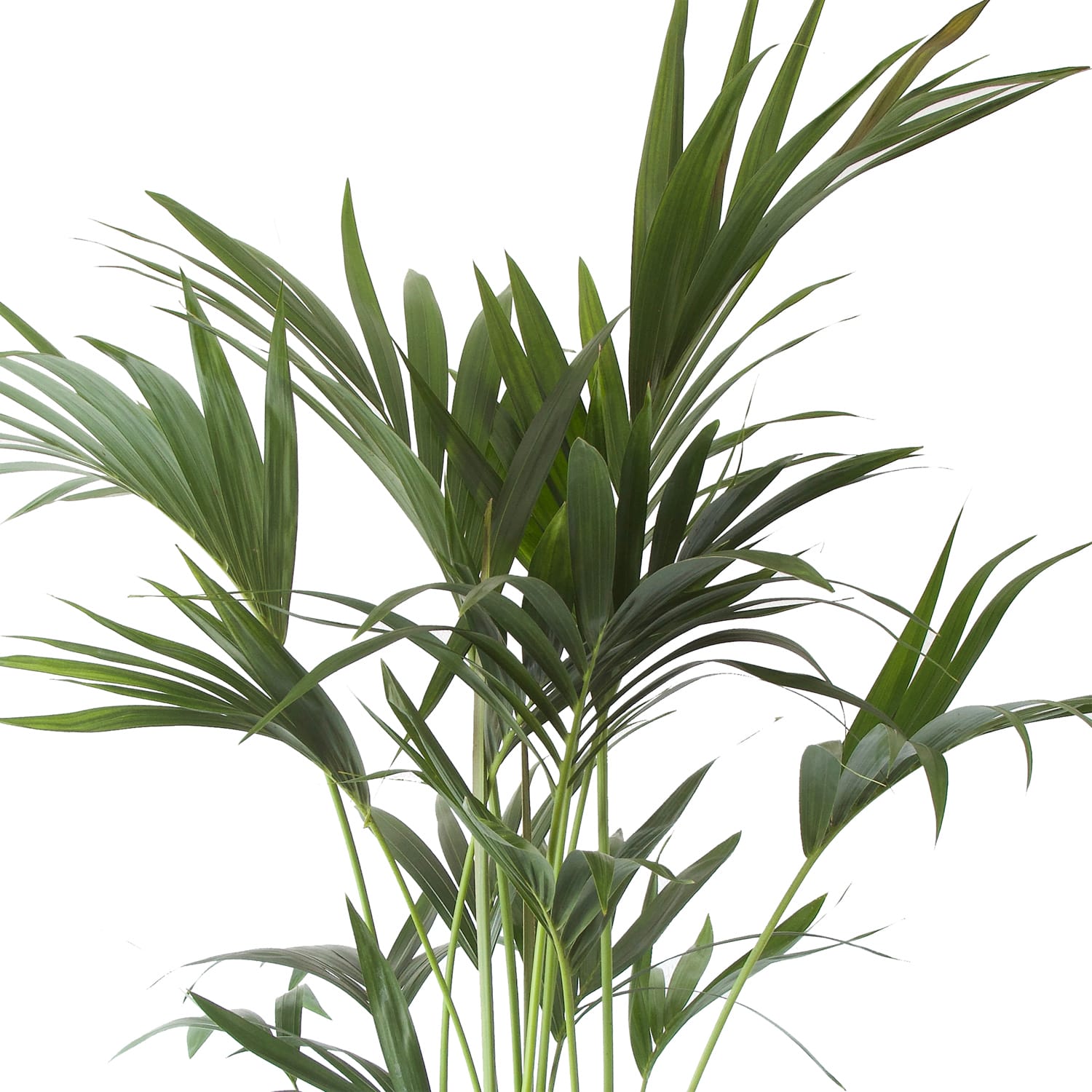 Kentia Palm ↑ 125 cm ⌀ 24 cm - Afbeelding 6
