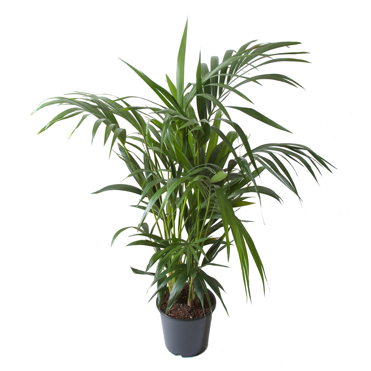 Kentia Palm ↑ 125 cm ⌀ 24 cm - Afbeelding 4
