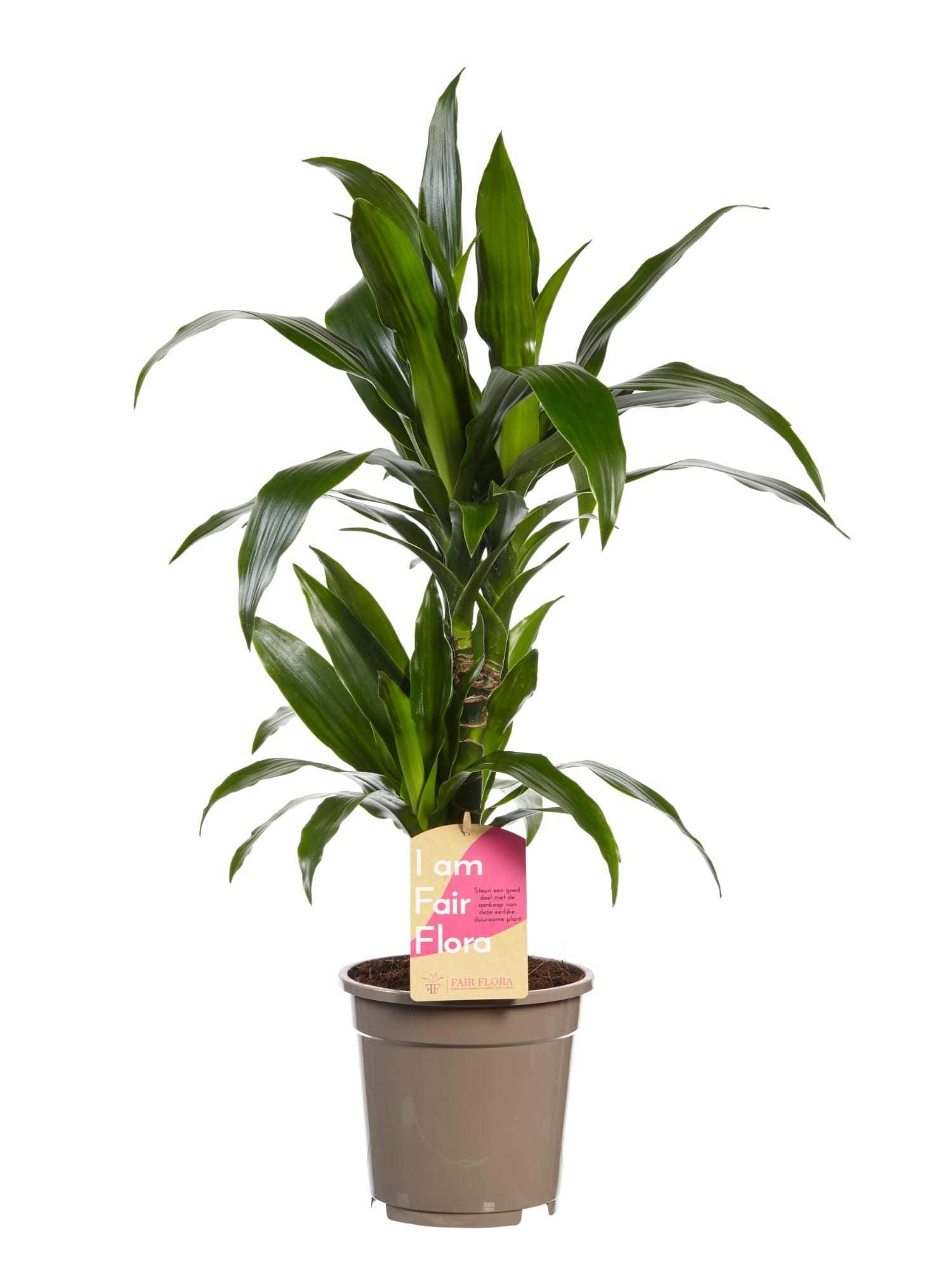Dracaena Janet Graig (Drakenbloedboom) ↑ 70 cm ⌀ 17 cm - Afbeelding 3