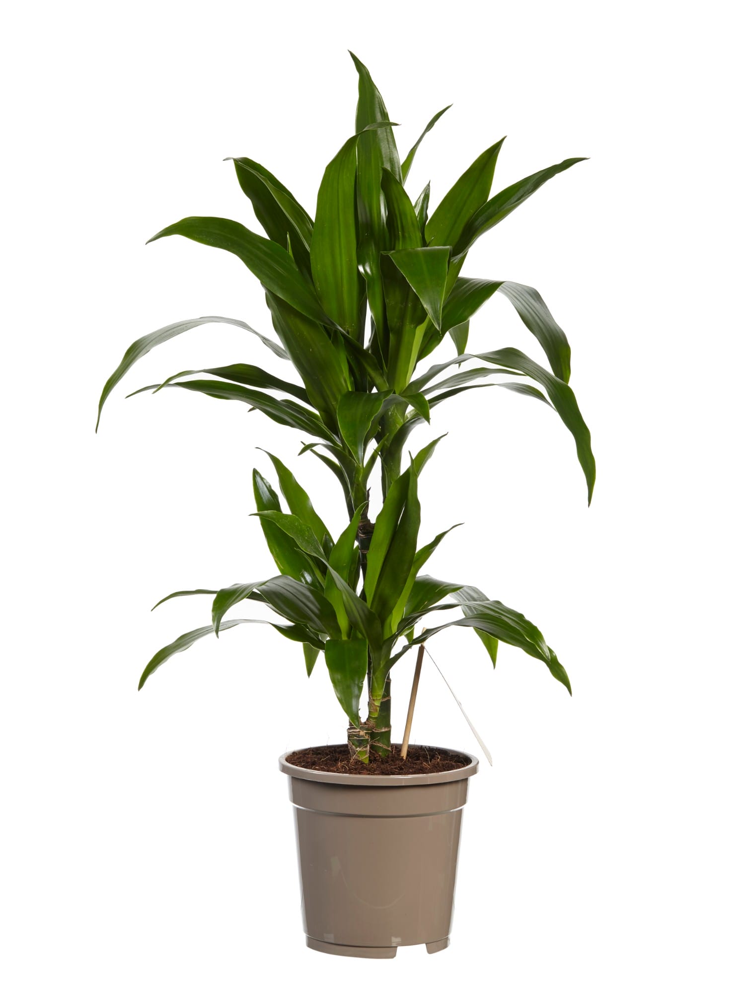 Dracaena Janet Graig (Drakenbloedboom) ↑ 70 cm ⌀ 17 cm