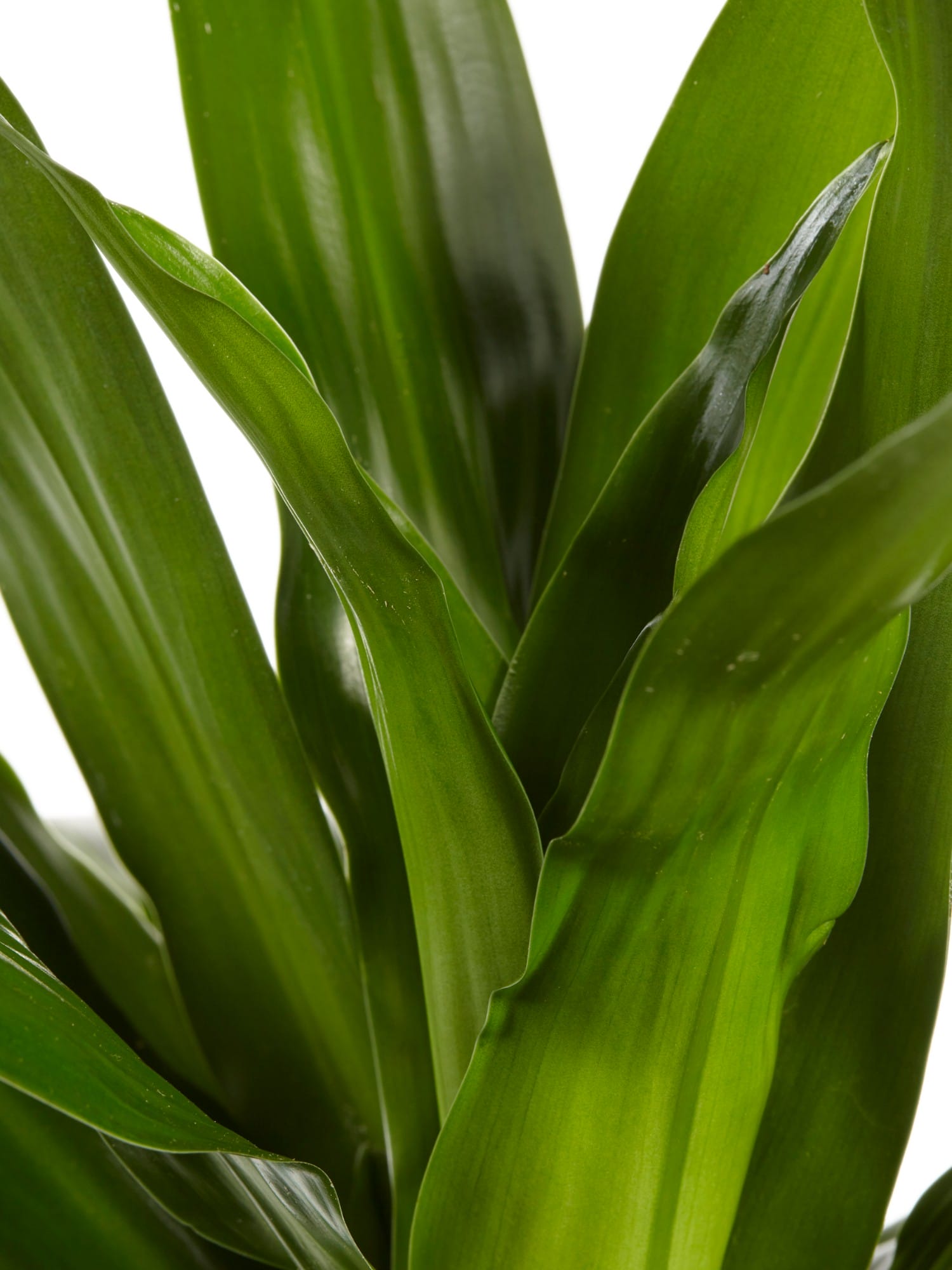 Dracaena Janet Graig (Drakenbloedboom) ↑ 70 cm ⌀ 17 cm - Afbeelding 6