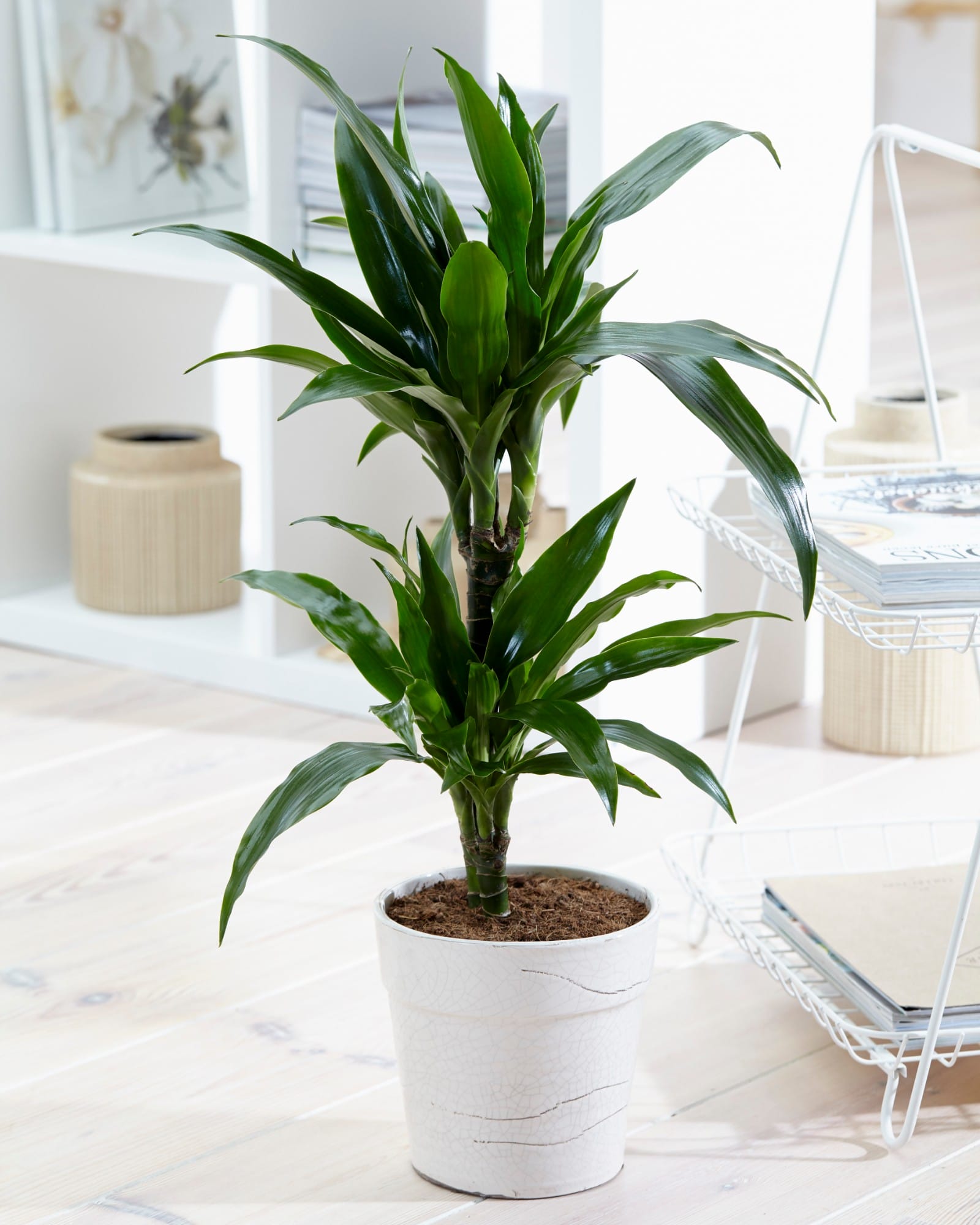 Dracaena Janet Graig (Drakenbloedboom) ↑ 70 cm ⌀ 17 cm - Afbeelding 7