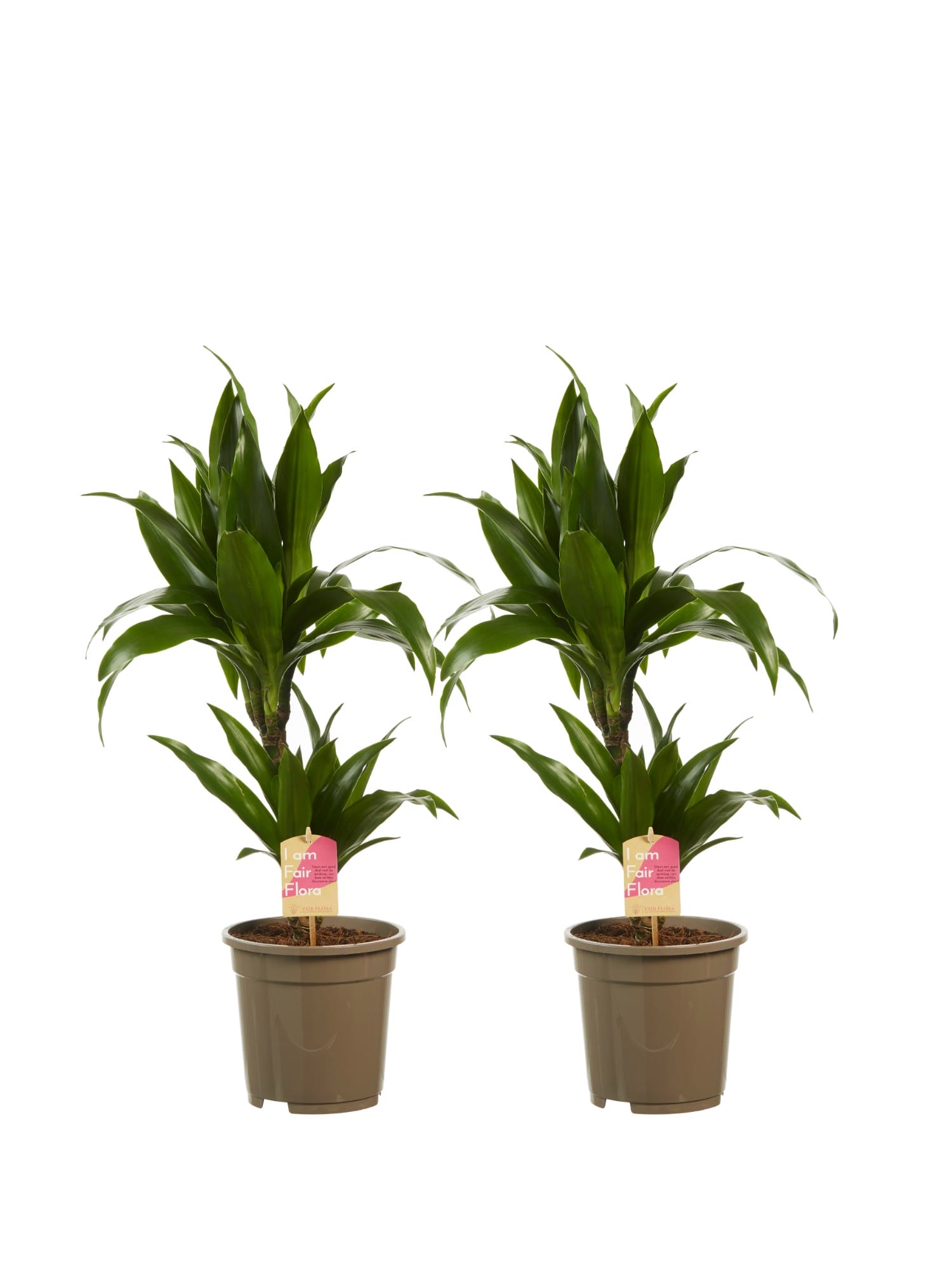 Dracaena Janet Graig (Drakenbloedboom) - 2 stuks ↑ 70 cm ⌀ 17 cm
