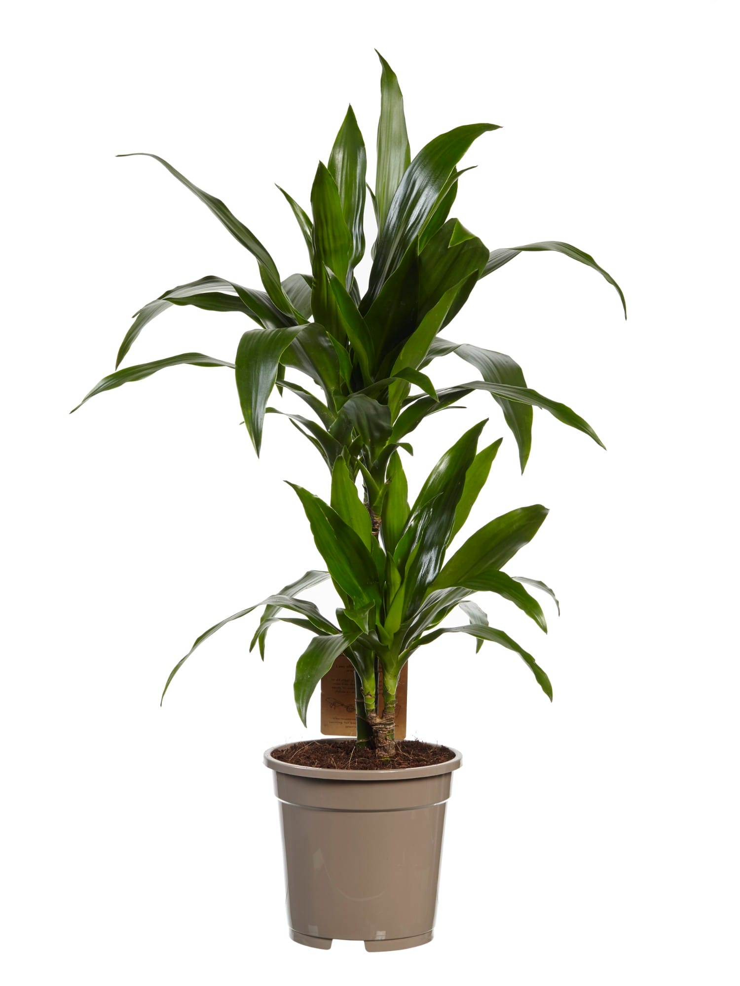 Dracaena Janet Graig (Drakenbloedboom) - 2 stuks ↑ 70 cm ⌀ 17 cm - Afbeelding 3