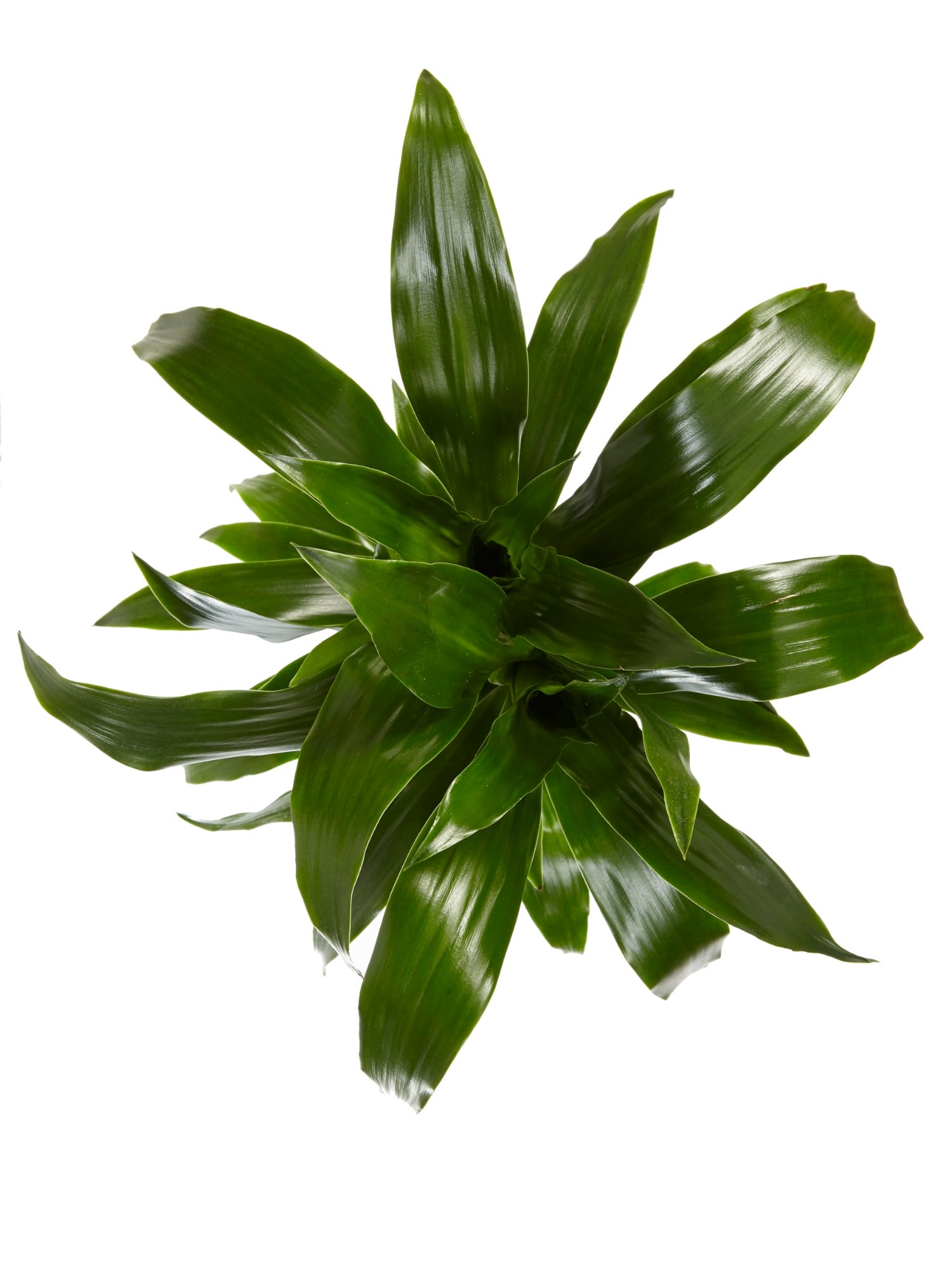 Dracaena Janet Graig (Drakenbloedboom) - 2 stuks ↑ 70 cm ⌀ 17 cm - Afbeelding 4
