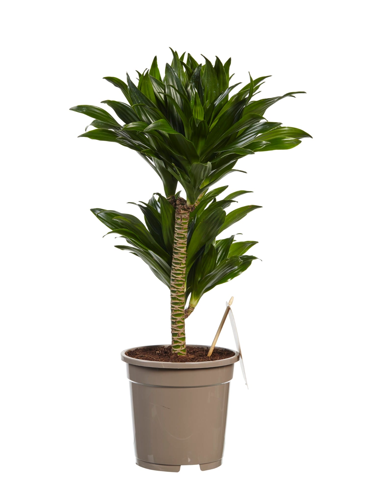 Dracaena Compacta (Drakenbloedboom) ↑ 60 cm ⌀ 17 cm - Afbeelding 4
