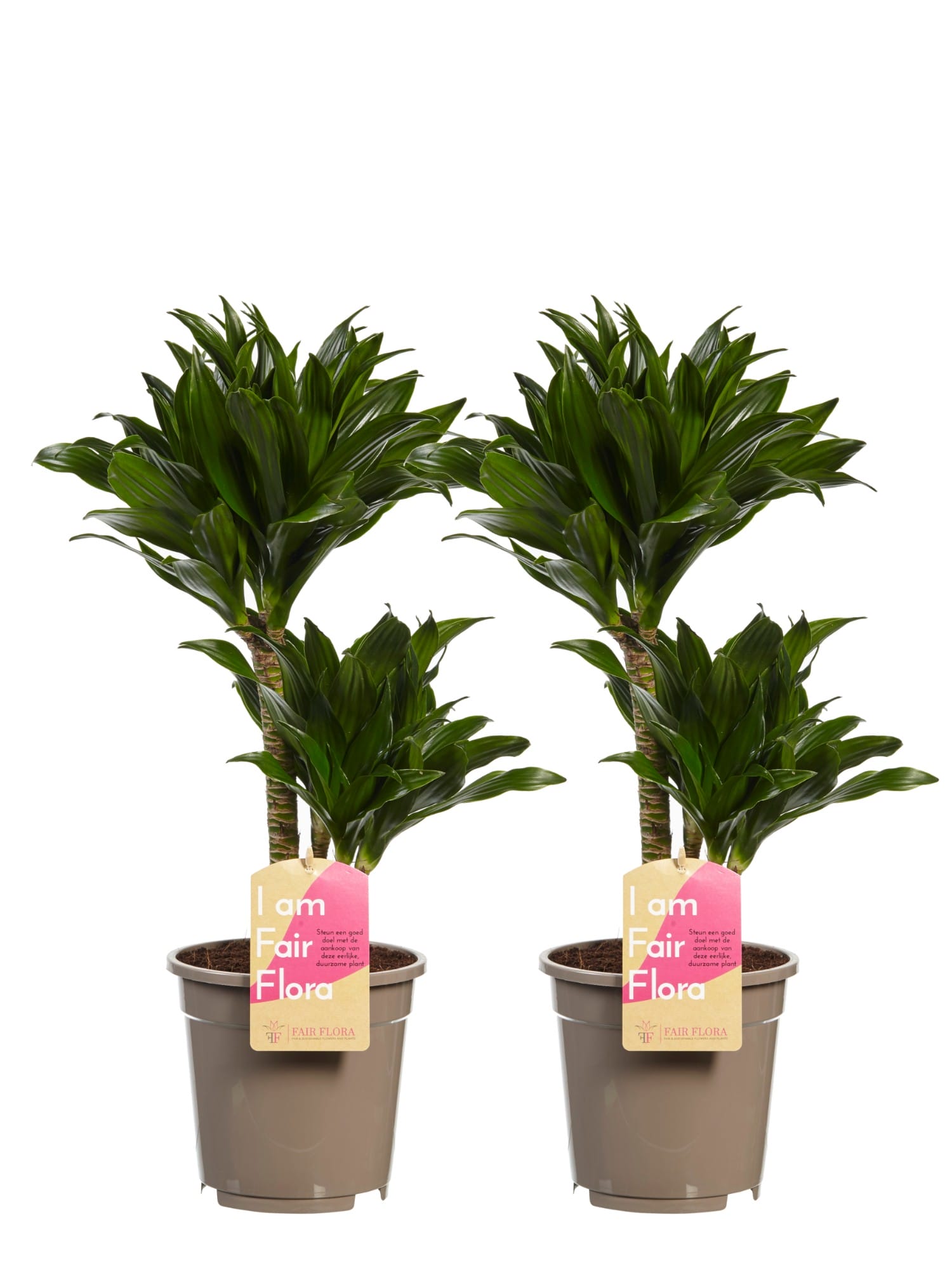 Dracaena Compacta (Drakenbloedboom) - 2 stuks ↑ 60 cm ⌀ 17 cm