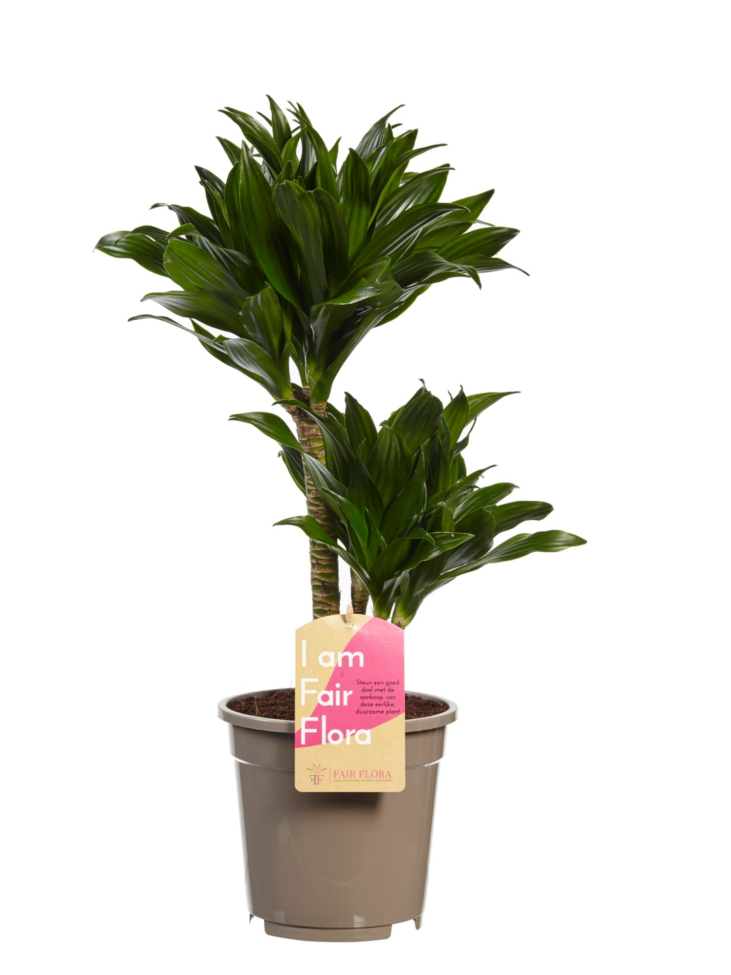 Dracaena Compacta (Drakenbloedboom) - 2 stuks ↑ 60 cm ⌀ 17 cm - Afbeelding 3