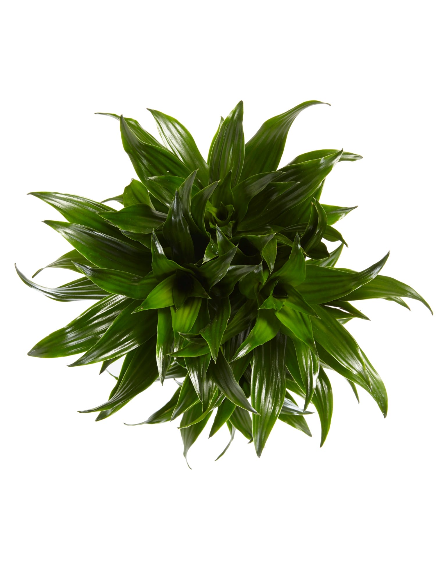 Dracaena Compacta (Drakenbloedboom) - 2 stuks ↑ 60 cm ⌀ 17 cm - Afbeelding 5