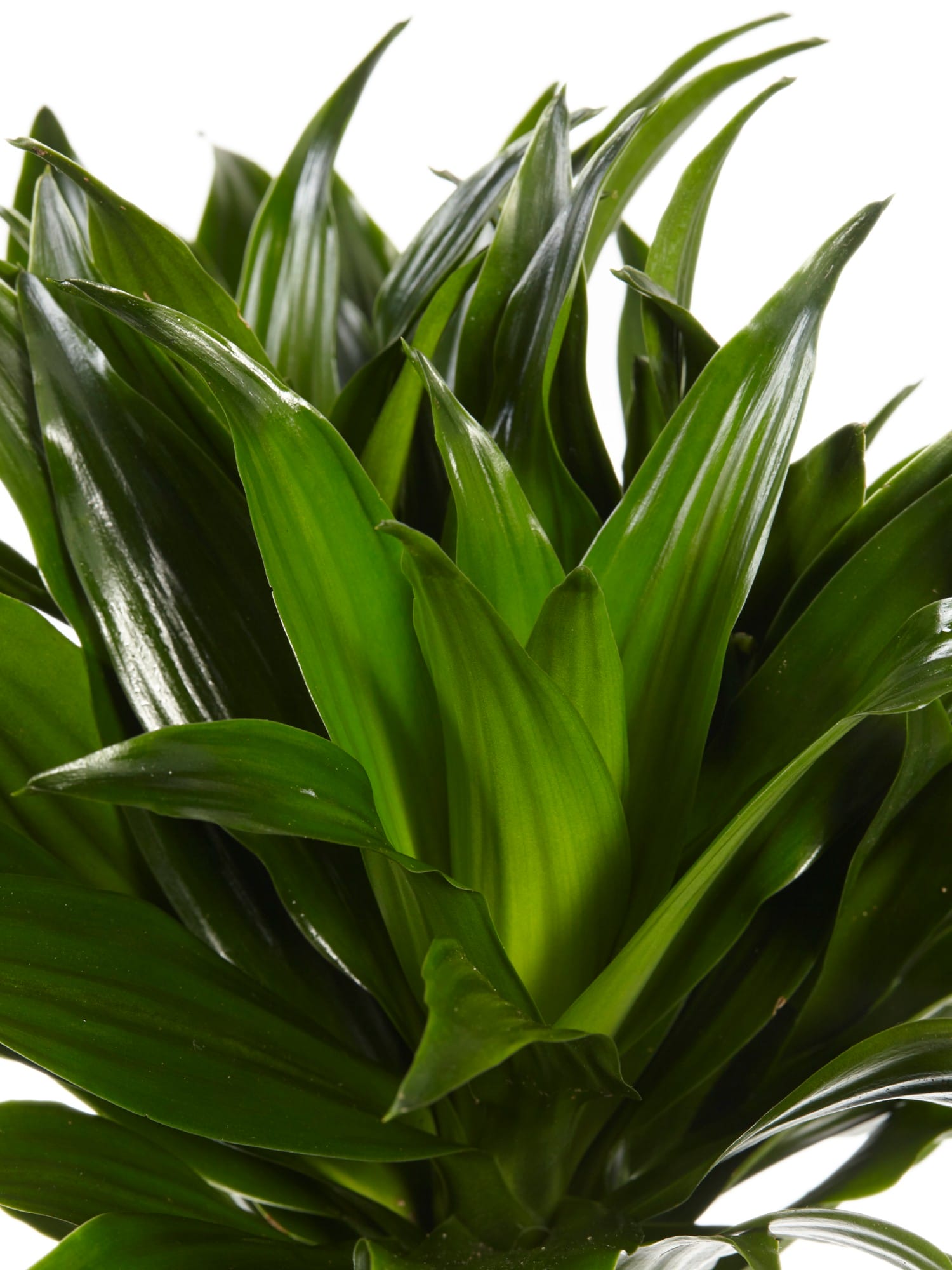 Dracaena Compacta (Drakenbloedboom) - 2 stuks ↑ 60 cm ⌀ 17 cm - Afbeelding 6