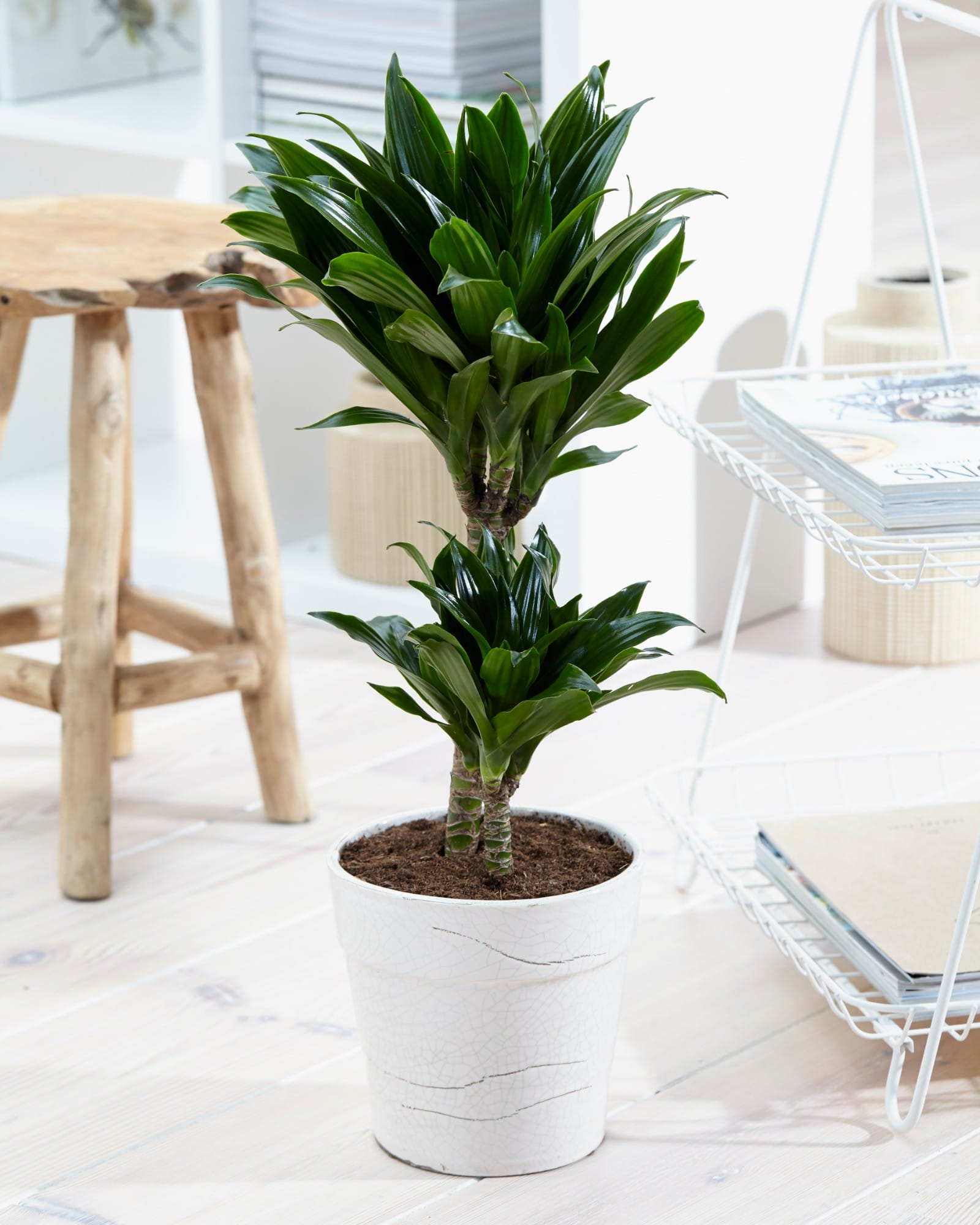 Dracaena Compacta (Drakenbloedboom) - 2 stuks ↑ 60 cm ⌀ 17 cm - Afbeelding 7