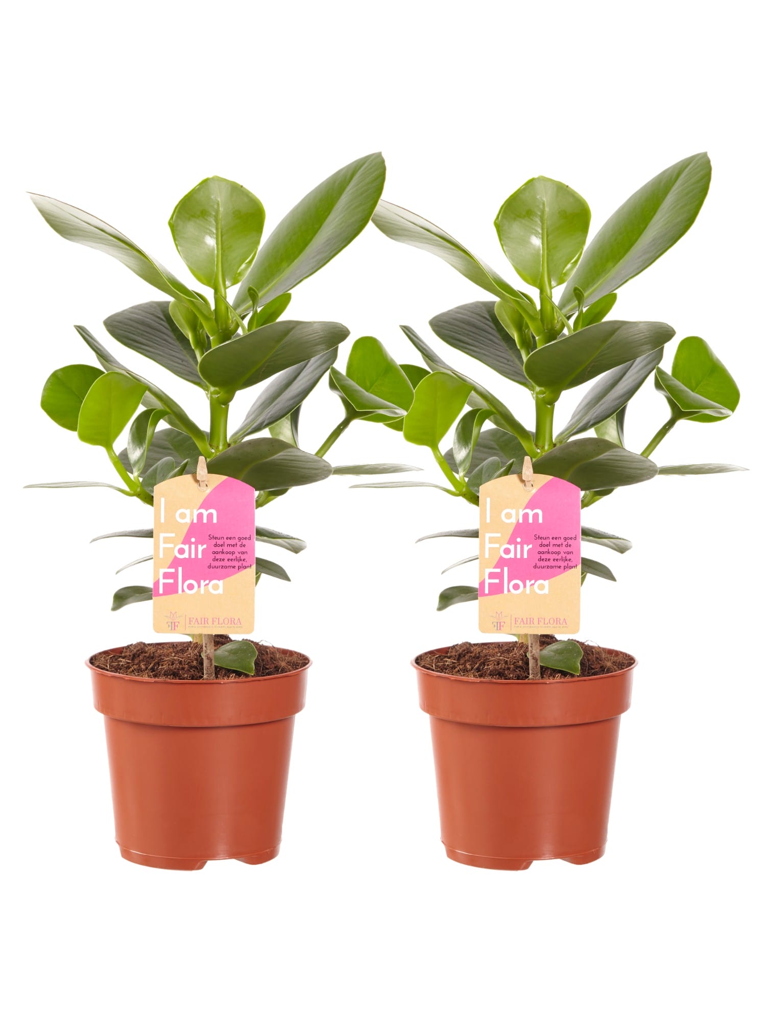 Clusia Princess - 2 stuks ↑ 35 cm ⌀ 12 cm