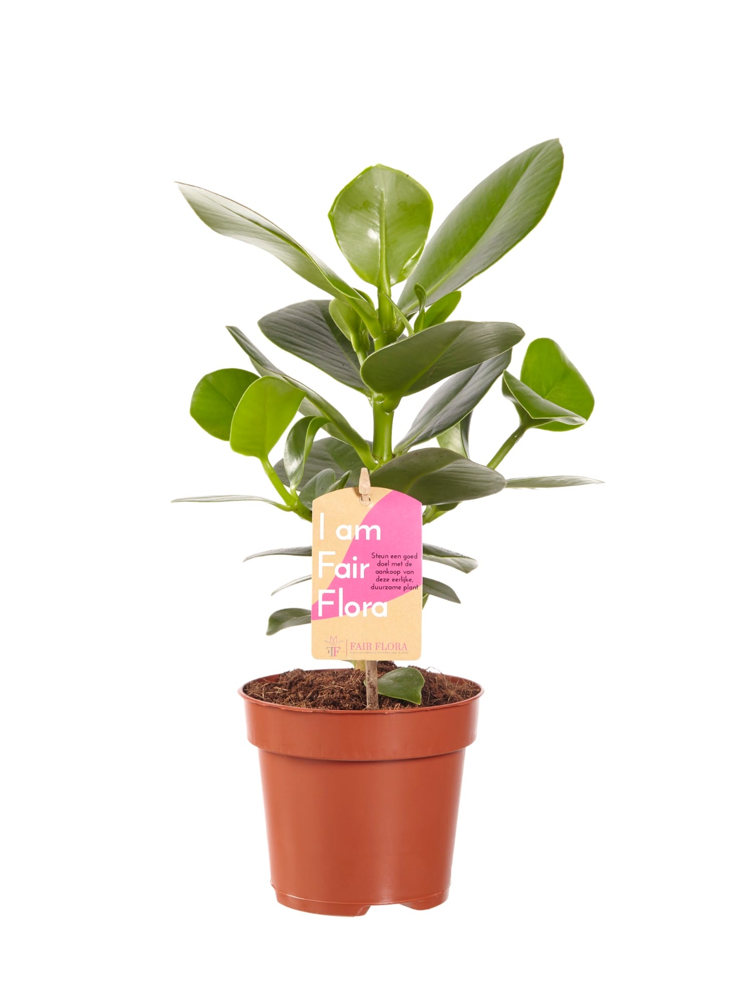 Clusia Princess - 2 stuks ↑ 35 cm ⌀ 12 cm - Afbeelding 3