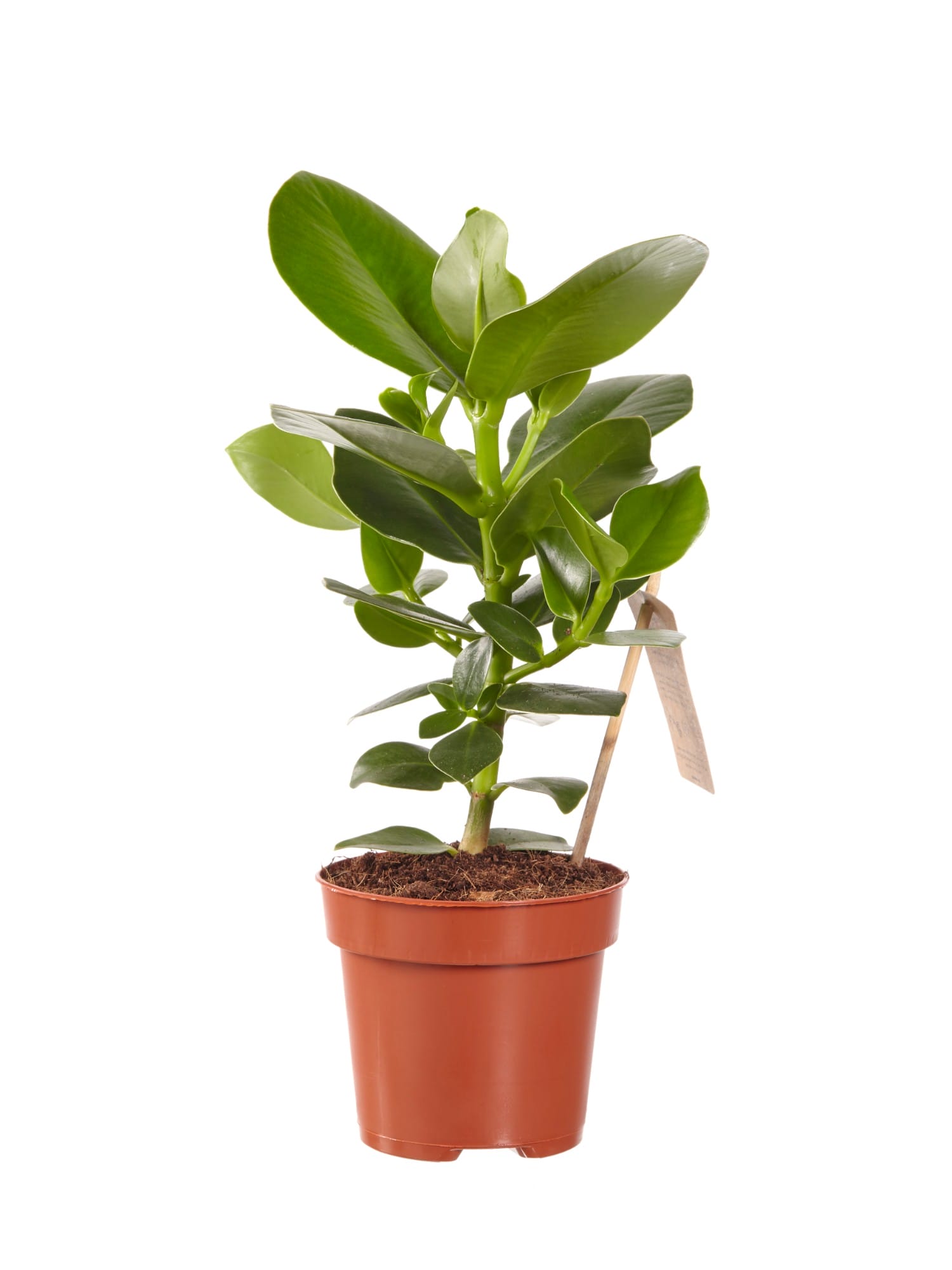 Clusia Princess - 2 stuks ↑ 35 cm ⌀ 12 cm - Afbeelding 4