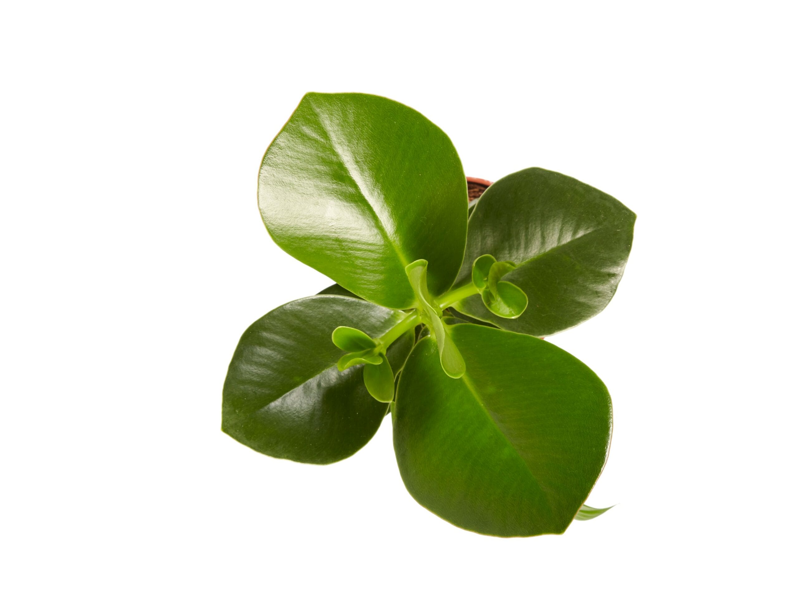 Clusia Princess - 2 stuks ↑ 35 cm ⌀ 12 cm - Afbeelding 5