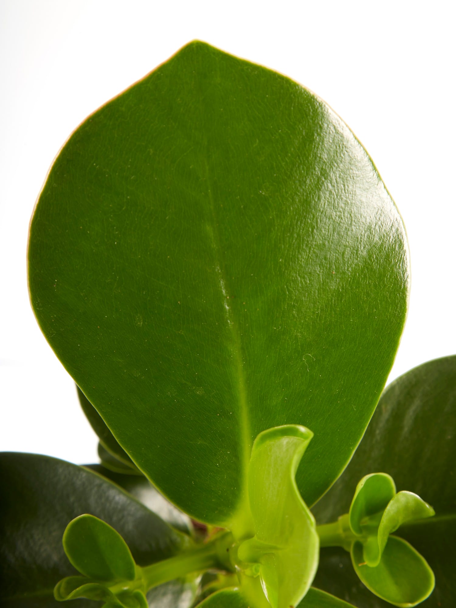 Clusia Princess - 2 stuks ↑ 35 cm ⌀ 12 cm - Afbeelding 6