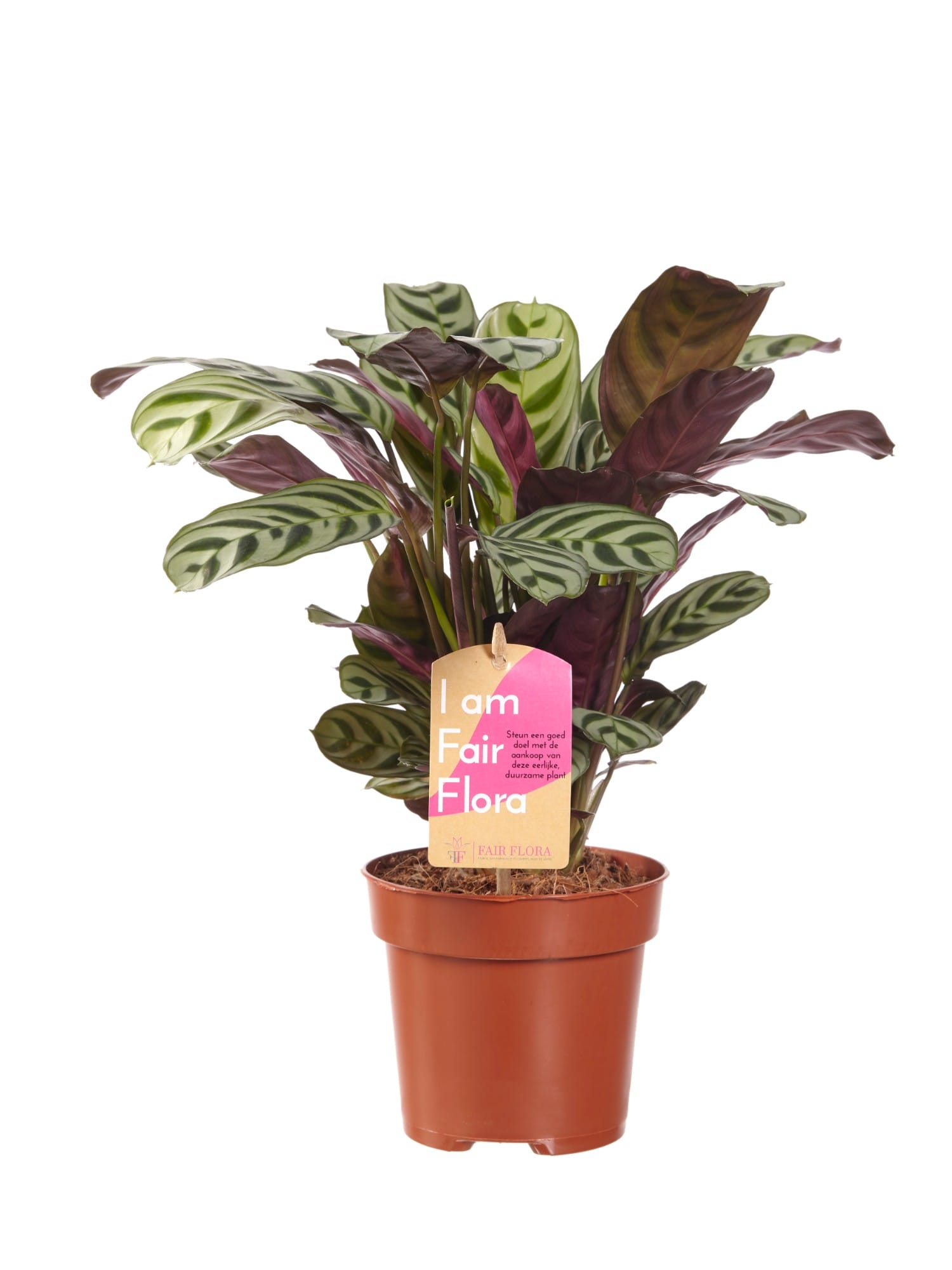 Ctenanthe Burle Marxii ↑ 30 cm ⌀ 12 cm - Afbeelding 3