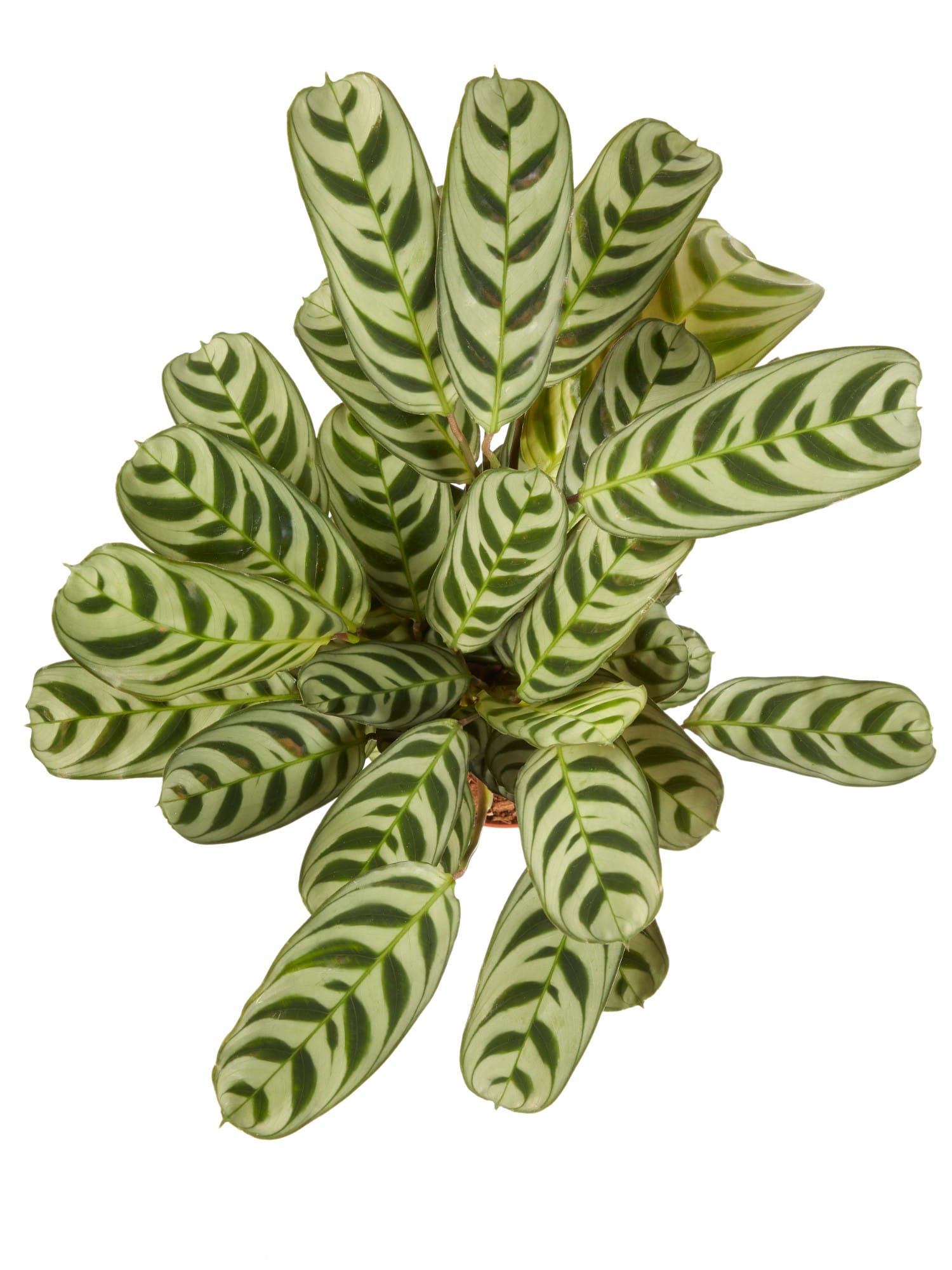 Ctenanthe Burle Marxii ↑ 30 cm ⌀ 12 cm - Afbeelding 5