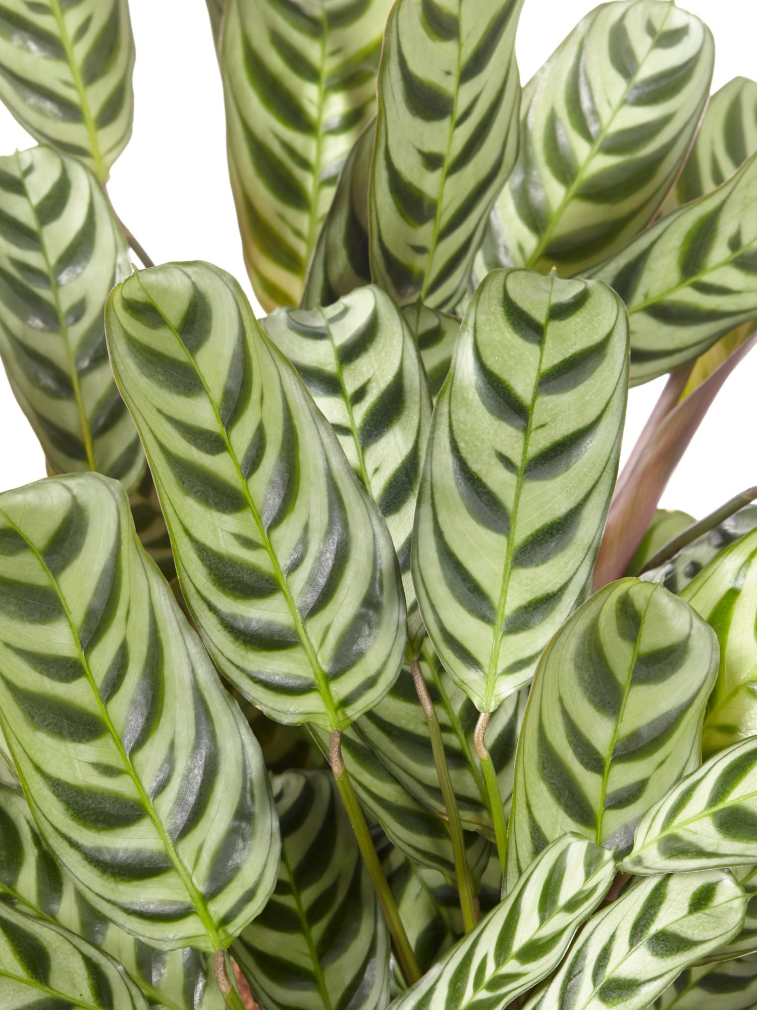 Ctenanthe Burle Marxii ↑ 30 cm ⌀ 12 cm - Afbeelding 6