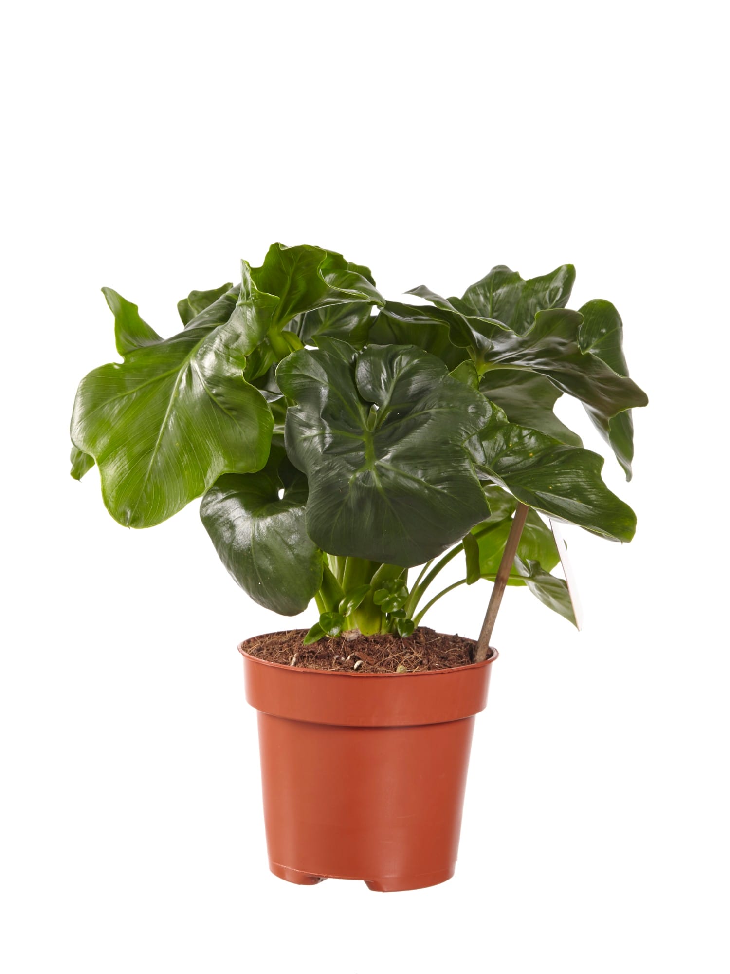 Philodendron Atom ↑ 40 cm ⌀ 12 cm - Afbeelding 4