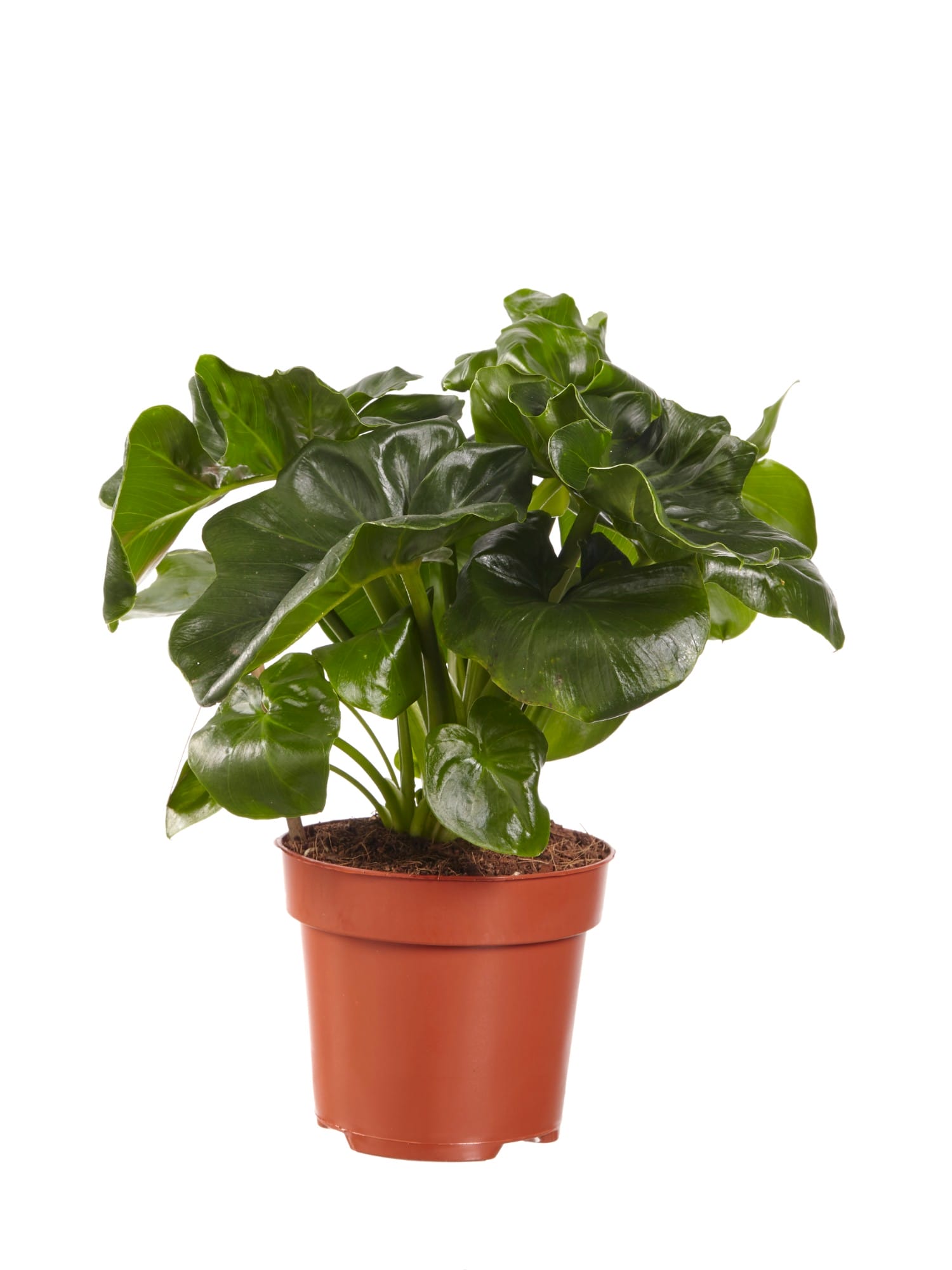 Philodendron Atom ↑ 40 cm ⌀ 12 cm