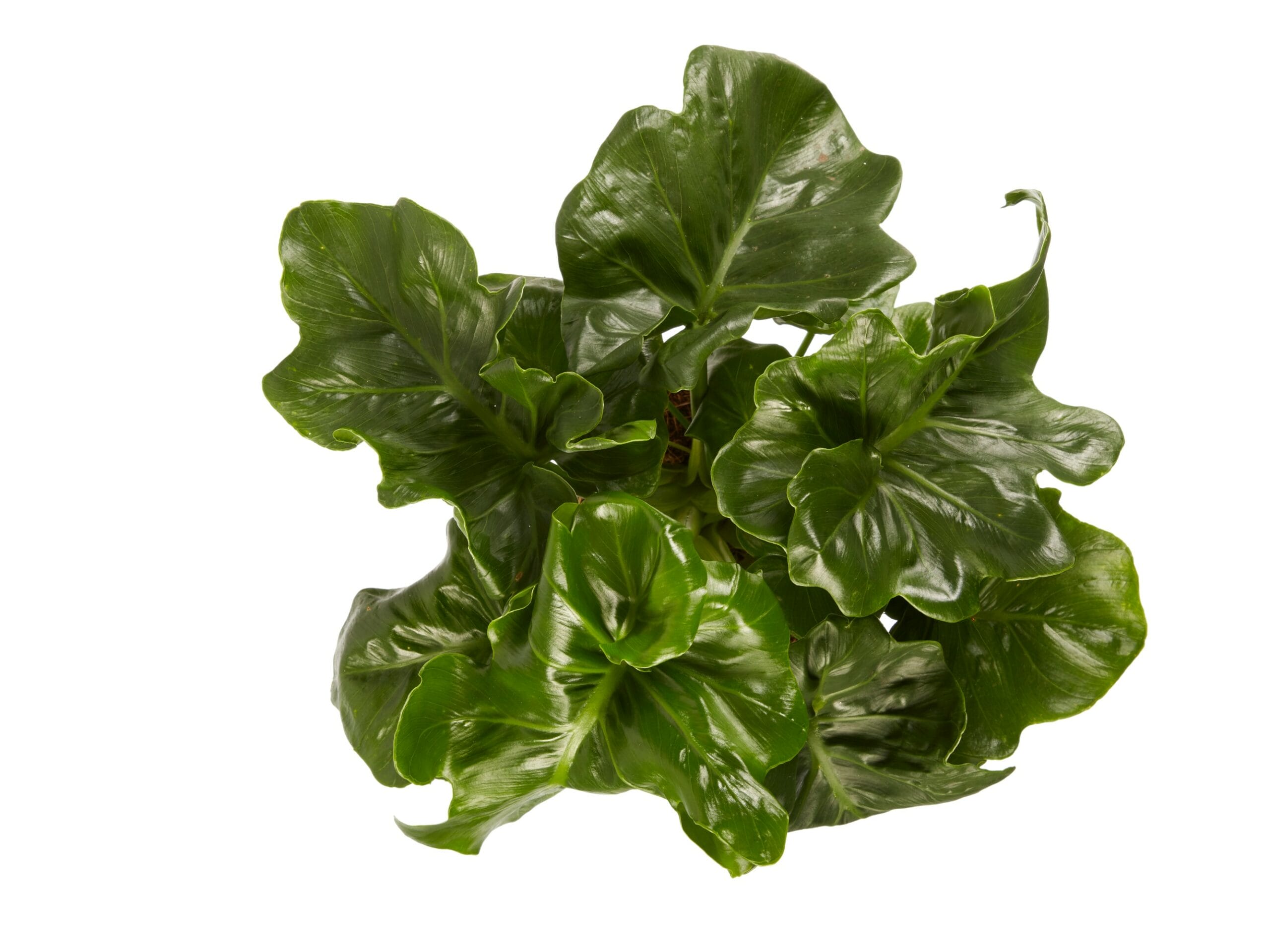 Philodendron Atom ↑ 40 cm ⌀ 12 cm - Afbeelding 5