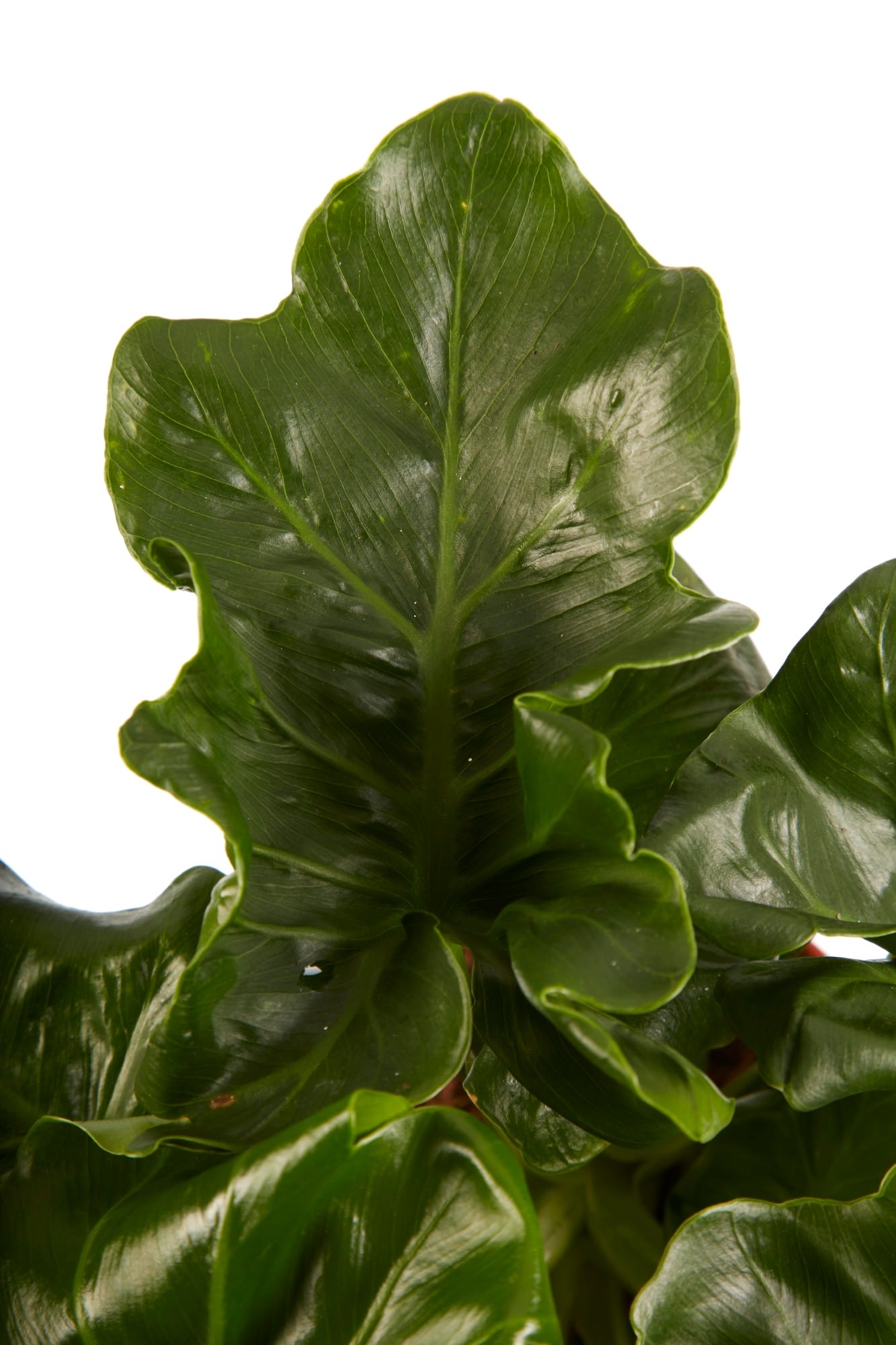 Philodendron Atom ↑ 40 cm ⌀ 12 cm - Afbeelding 6