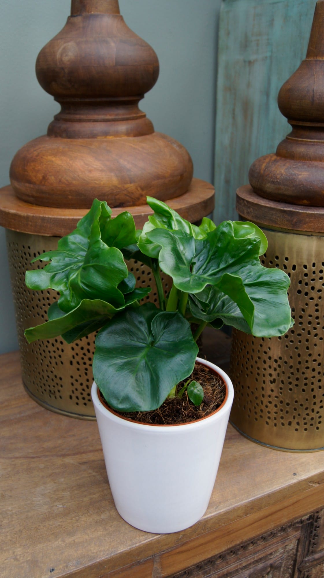 Philodendron Atom ↑ 40 cm ⌀ 12 cm - Afbeelding 7