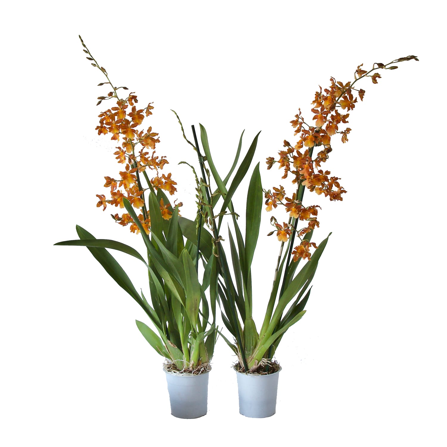Orchidee Cambria 'Catatante' - 2 stuks ↑ 60 cm ⌀ 12 cm