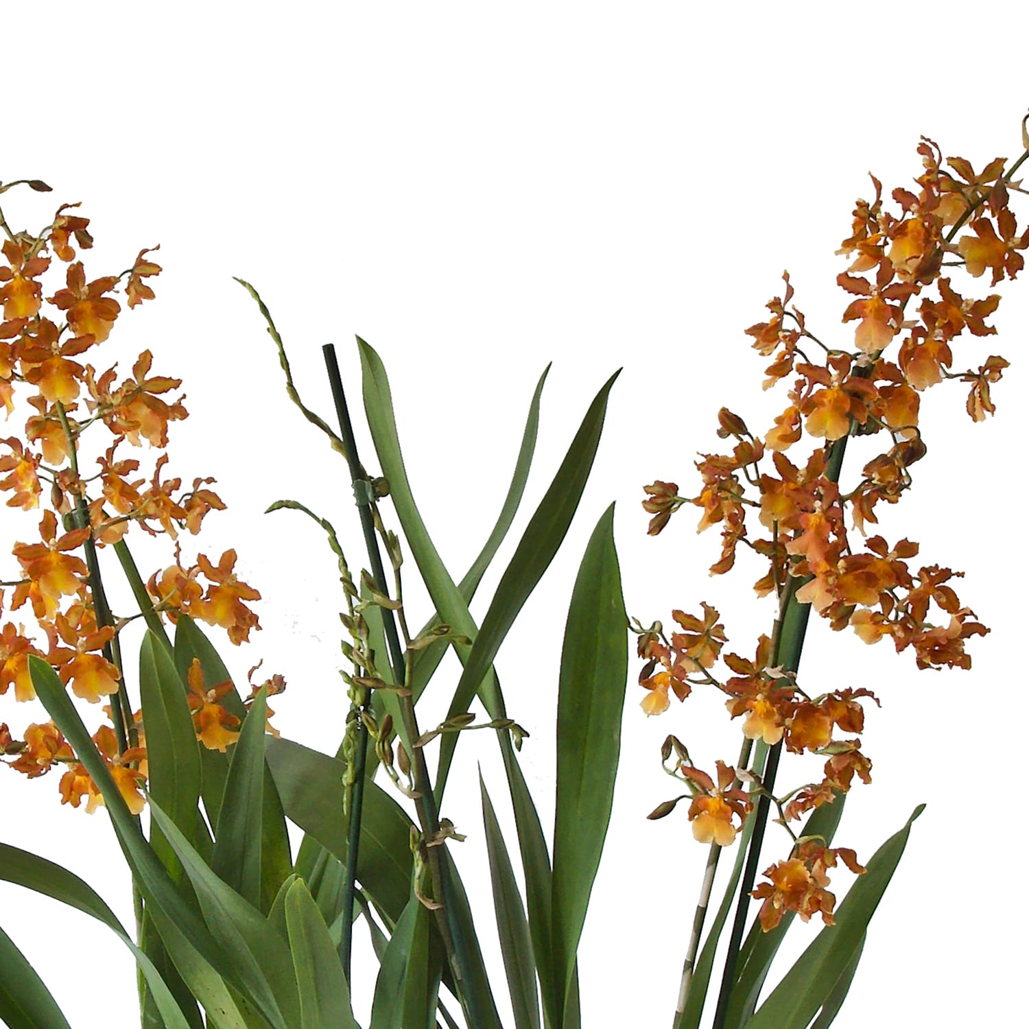 Orchidee Cambria 'Catatante' - 2 stuks ↑ 60 cm ⌀ 12 cm - Afbeelding 3