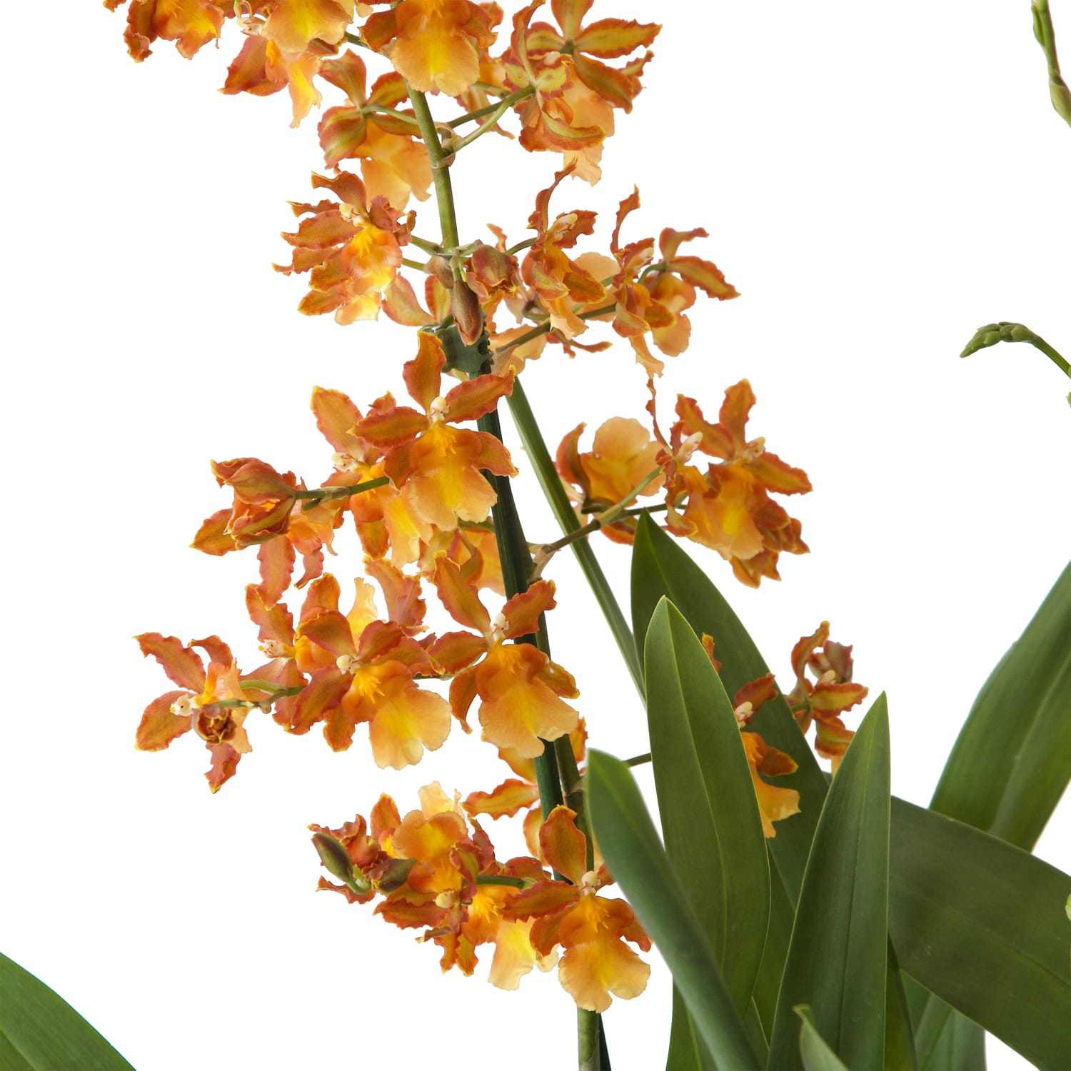 Orchidee Cambria 'Catatante' - 2 stuks ↑ 60 cm ⌀ 12 cm - Afbeelding 4