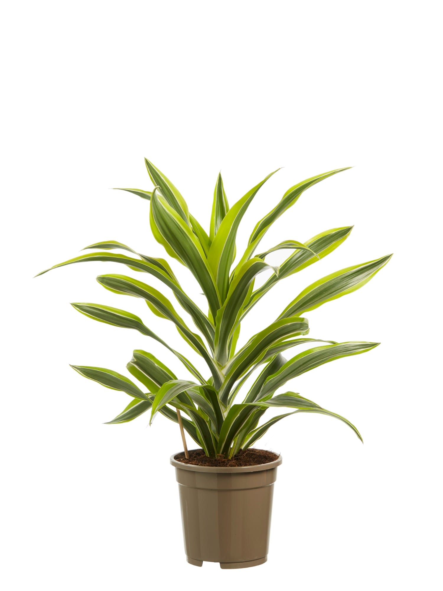 Dracaena lemon Lime, kopstek (Drakenbloedboom) ↑ 70 cm ⌀ 17 cm - Afbeelding 4