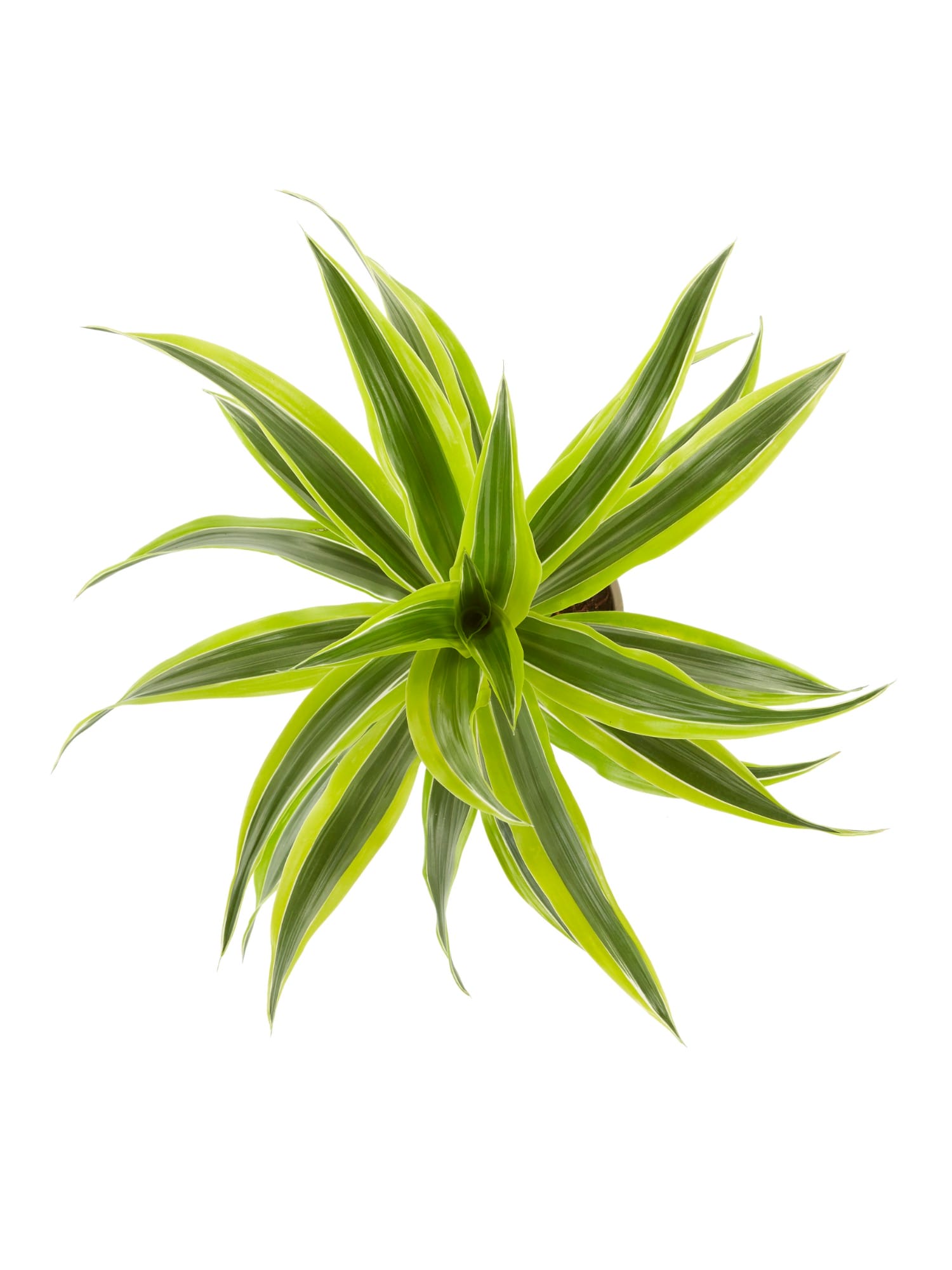 Dracaena lemon Lime, kopstek (Drakenbloedboom) ↑ 70 cm ⌀ 17 cm - Afbeelding 5