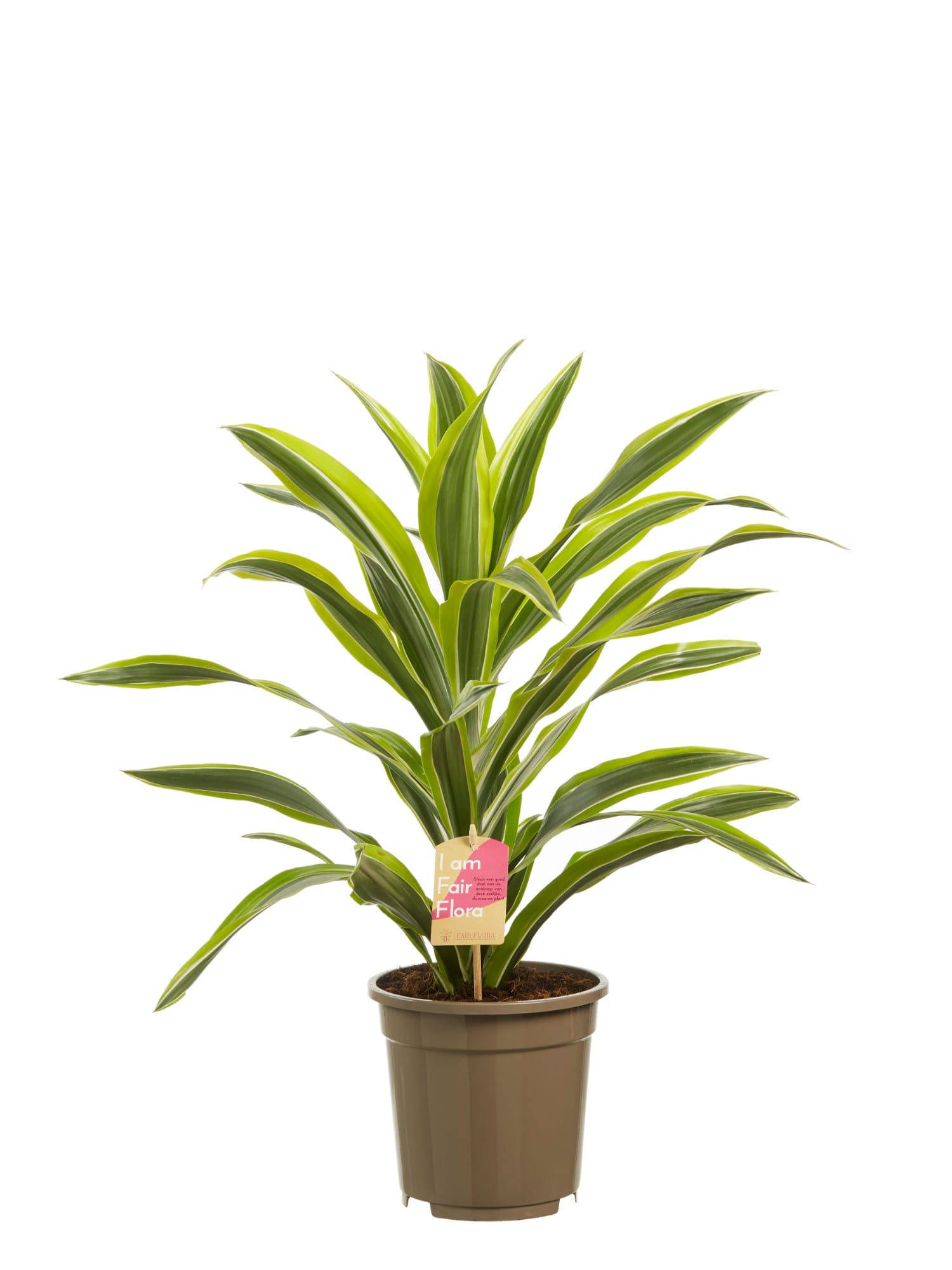 Dracaena lemon Lime, kopstek (Drakenbloedboom) ↑ 70 cm ⌀ 17 cm - Afbeelding 3