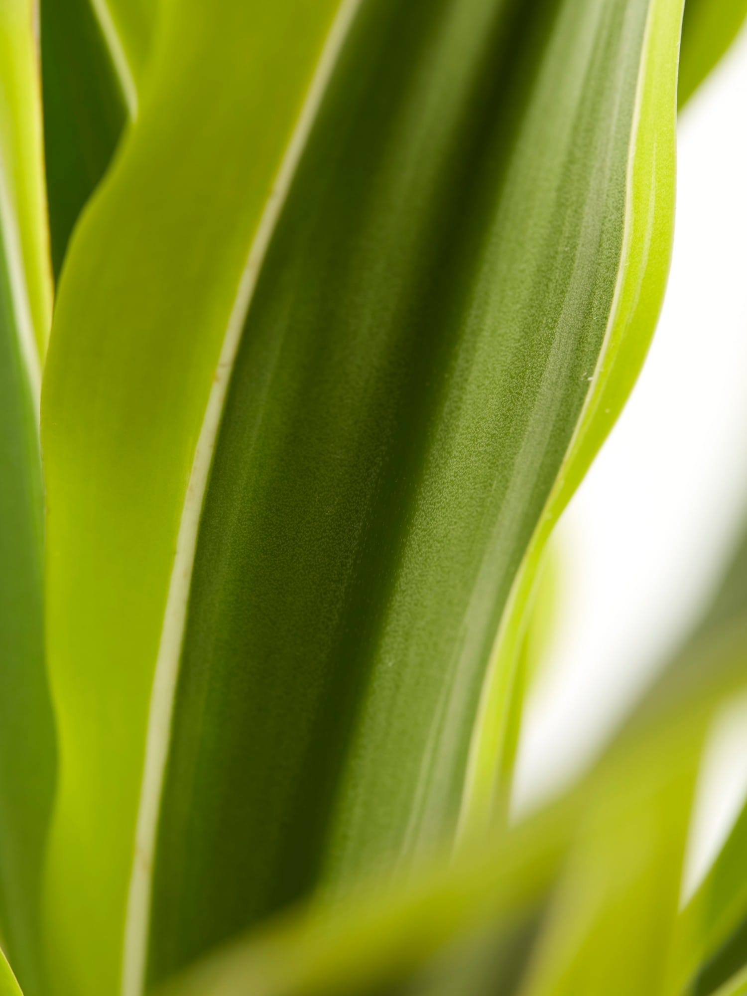 Dracaena lemon Lime, kopstek (Drakenbloedboom) ↑ 70 cm ⌀ 17 cm - Afbeelding 6