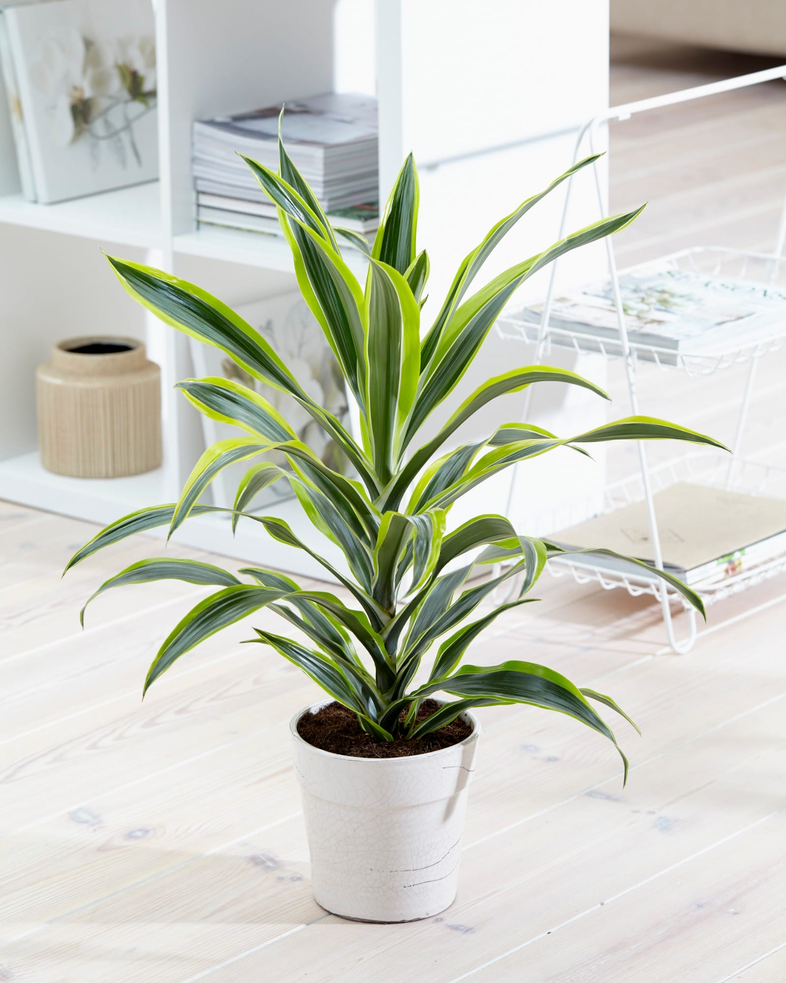 Dracaena lemon Lime, kopstek (Drakenbloedboom) ↑ 70 cm ⌀ 17 cm - Afbeelding 7