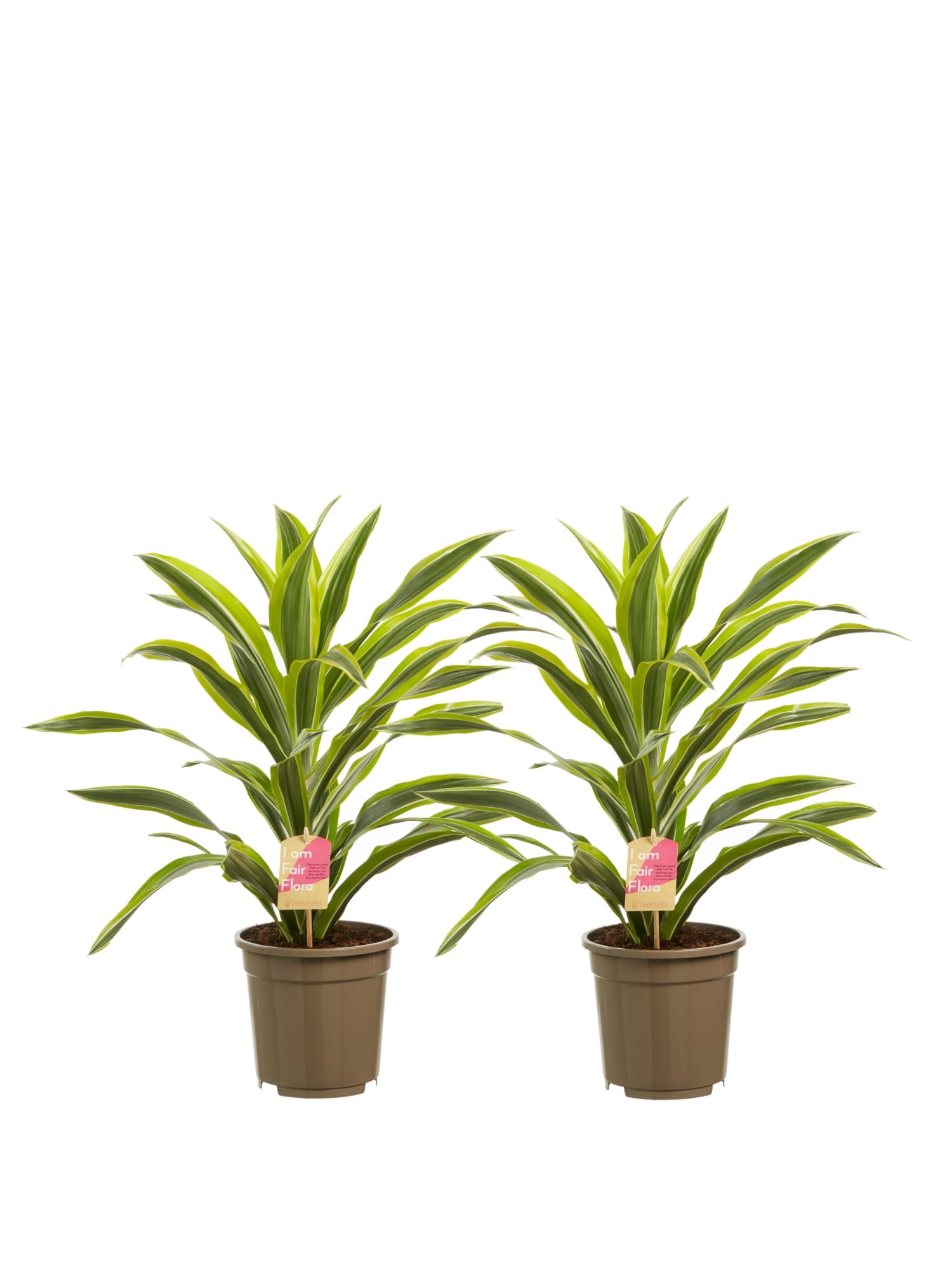 Dracaena lemon Lime, kopstek (Drakenbloedboom) - 2 stuks ↑ 70 cm ⌀ 17 cm