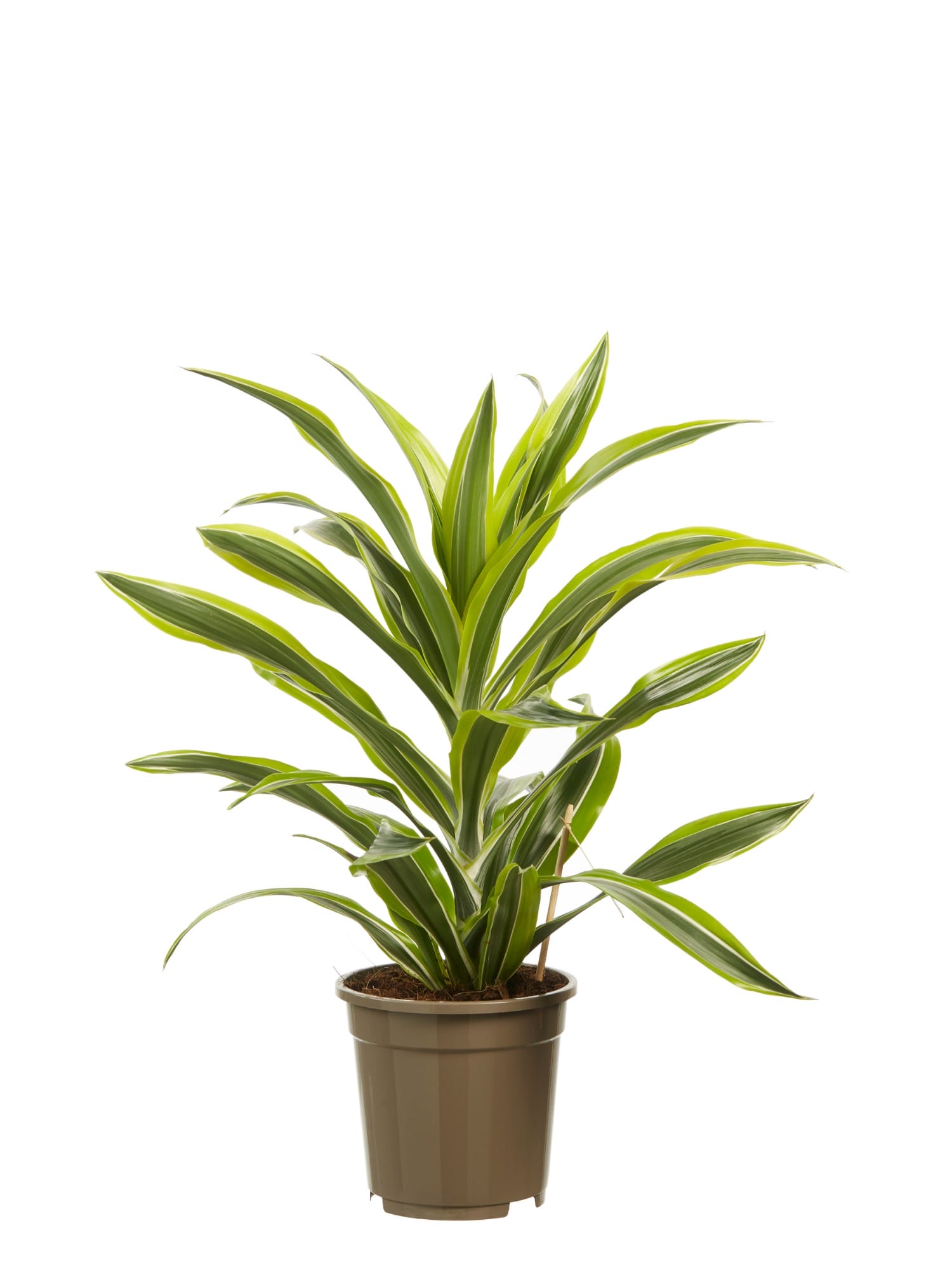 Dracaena lemon Lime, kopstek (Drakenbloedboom) - 2 stuks ↑ 70 cm ⌀ 17 cm - Afbeelding 3