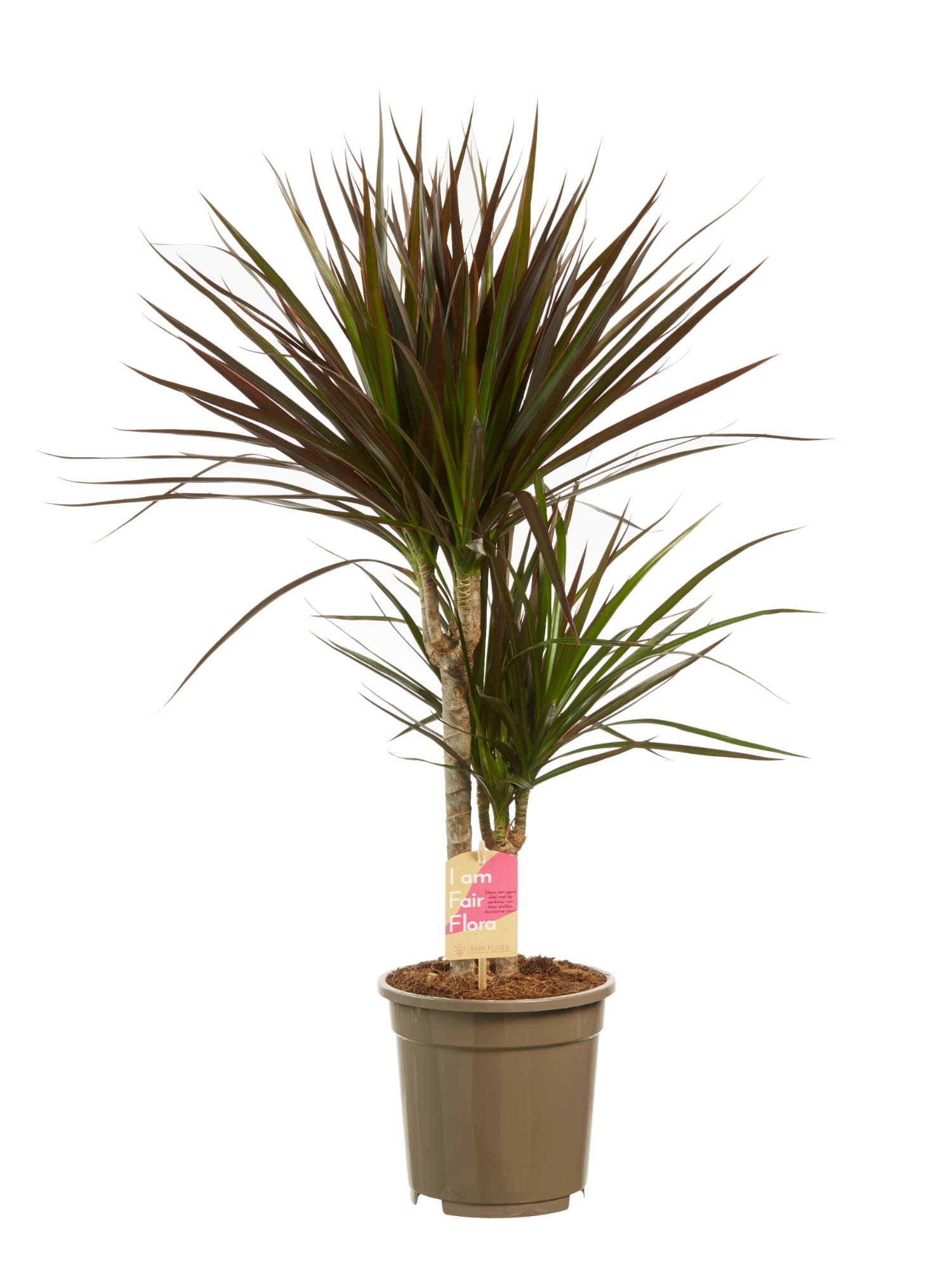 Dracaena Margenta (Drakenbloedboom) ↑ 80 cm ⌀ 17 cm - Afbeelding 3
