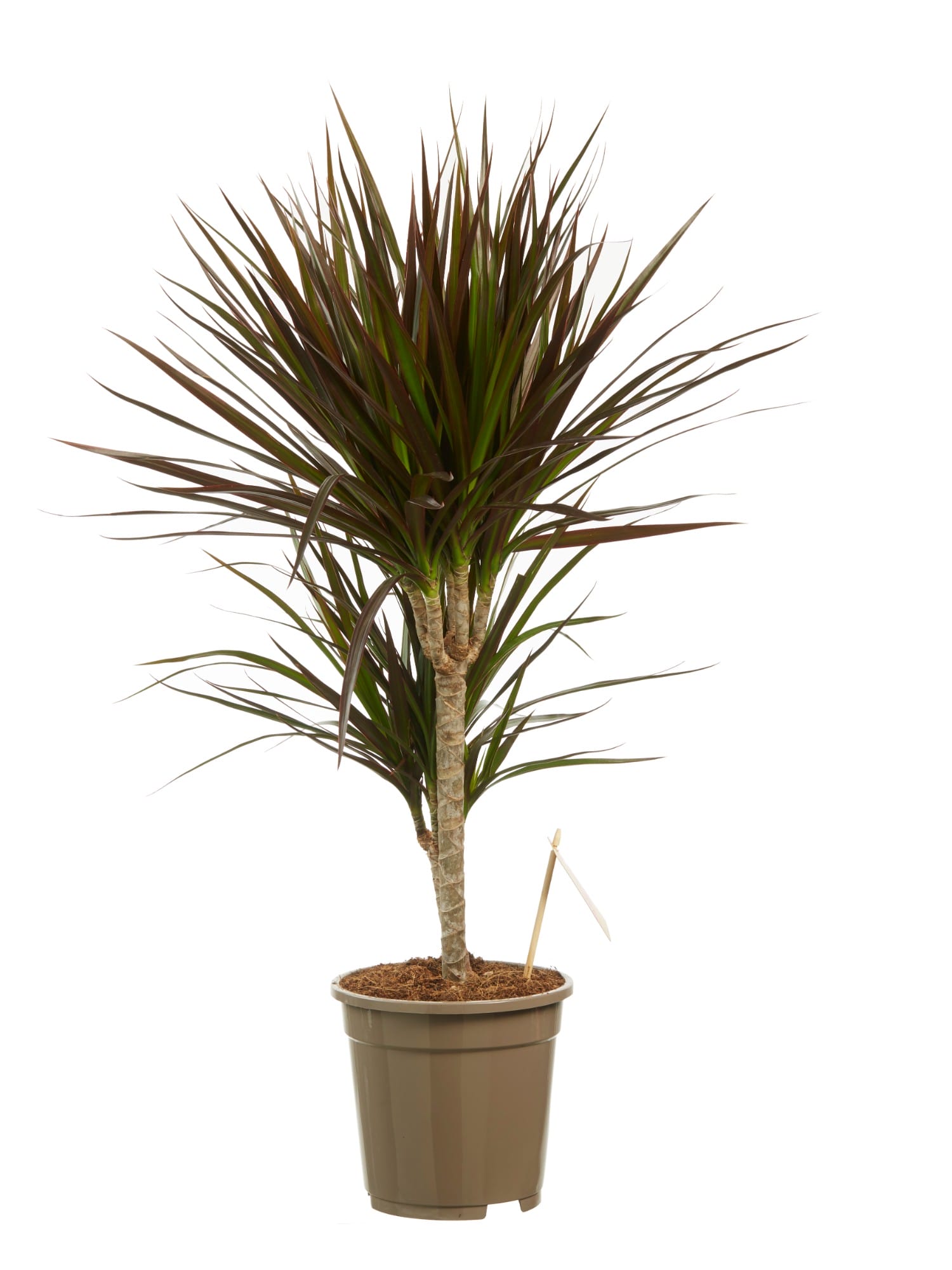 Dracaena Margenta (Drakenbloedboom) ↑ 80 cm ⌀ 17 cm - Afbeelding 4