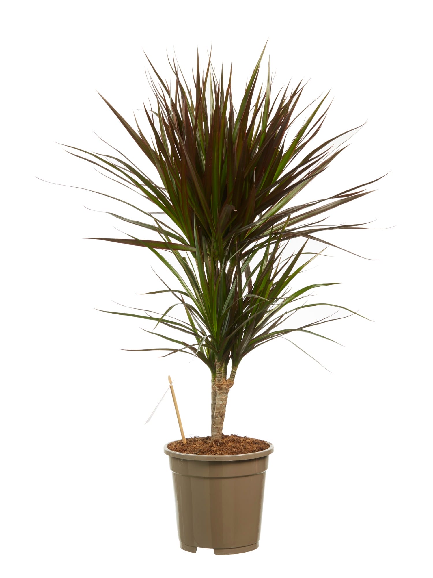 Dracaena Margenta (Drakenbloedboom) ↑ 80 cm ⌀ 17 cm