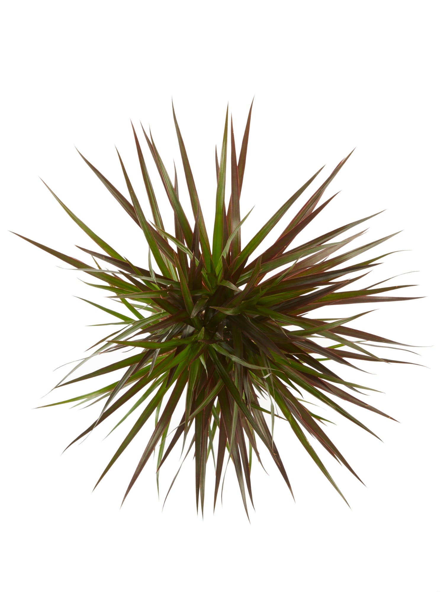 Dracaena Margenta (Drakenbloedboom) ↑ 80 cm ⌀ 17 cm - Afbeelding 5