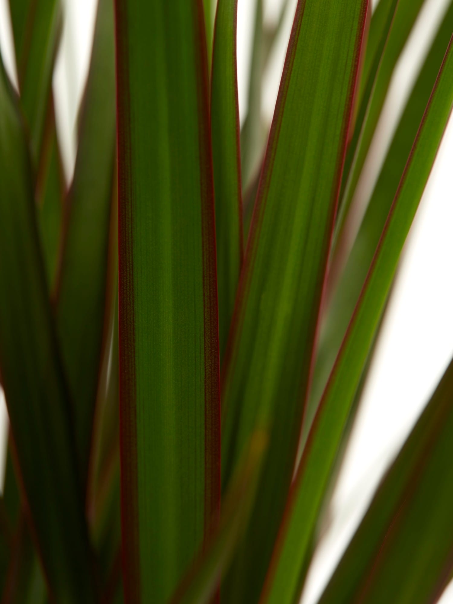 Dracaena Margenta (Drakenbloedboom) ↑ 80 cm ⌀ 17 cm - Afbeelding 6