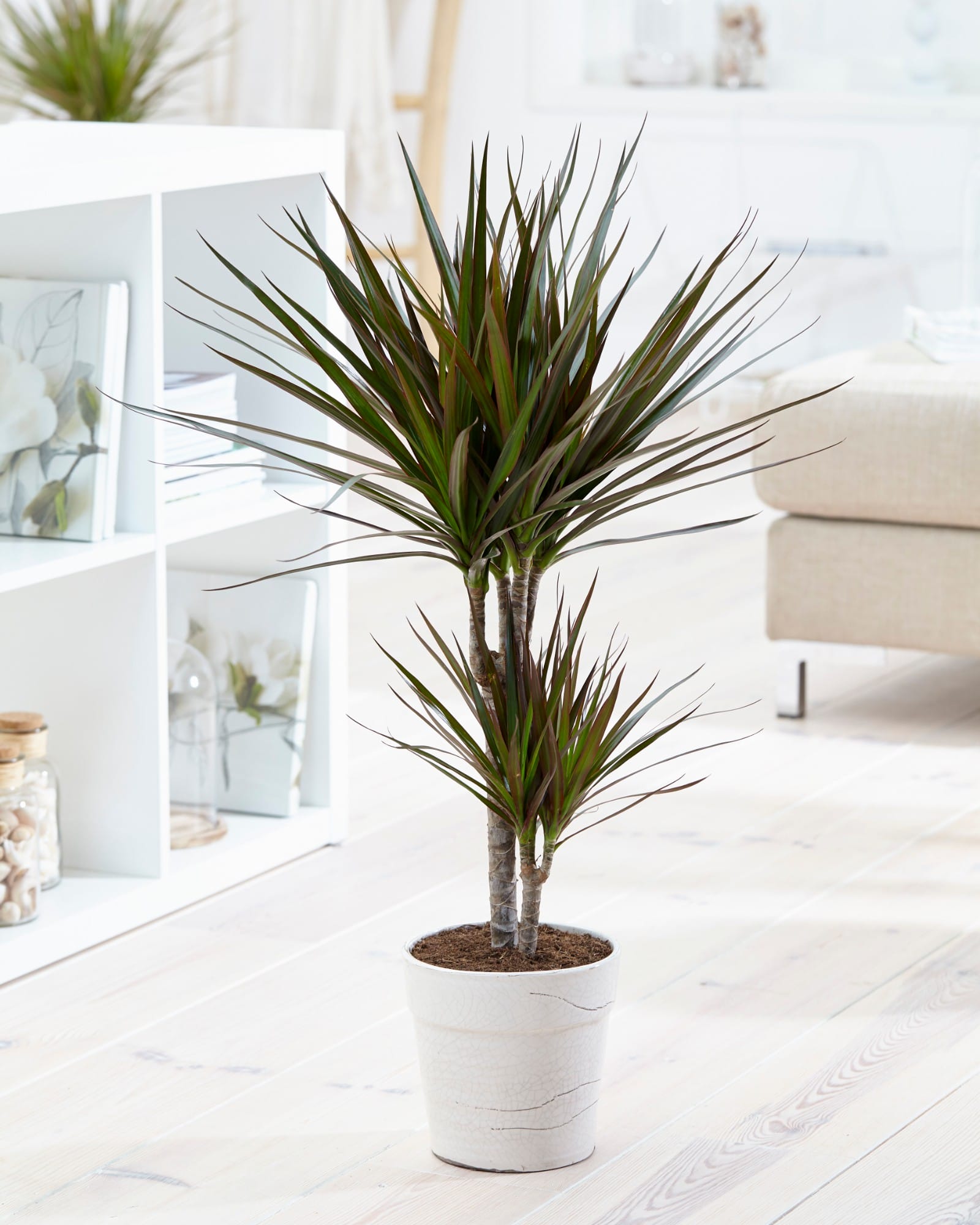 Dracaena Margenta (Drakenbloedboom) ↑ 80 cm ⌀ 17 cm - Afbeelding 7