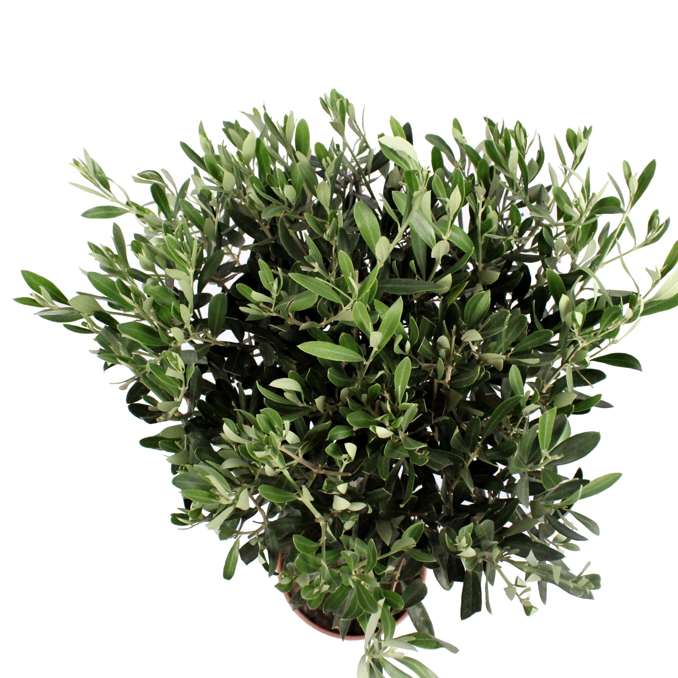 Olijfboom ↑ 100 cm ⌀ 21 cm - Afbeelding 5