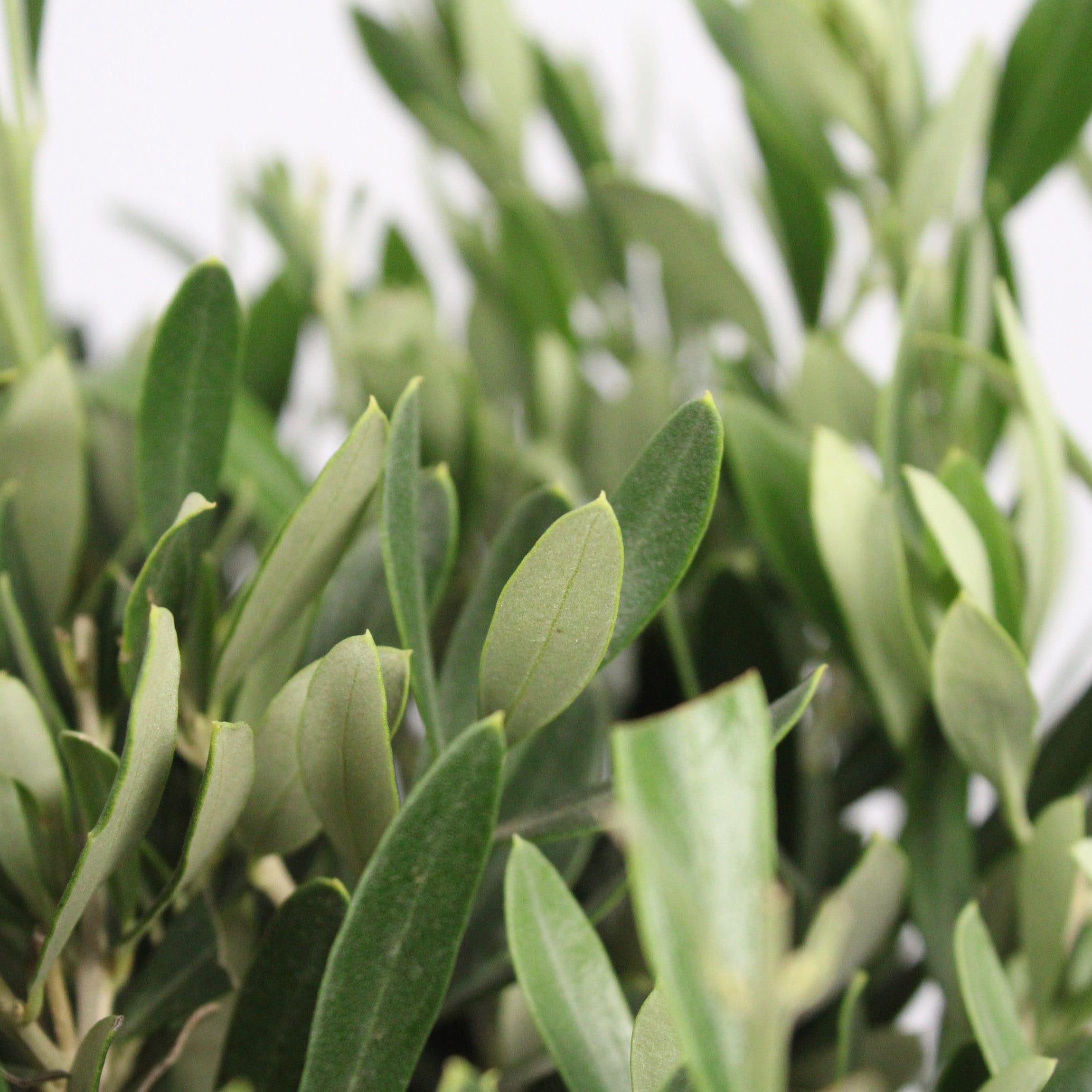 Olijfboom ↑ 100 cm ⌀ 21 cm - Afbeelding 6