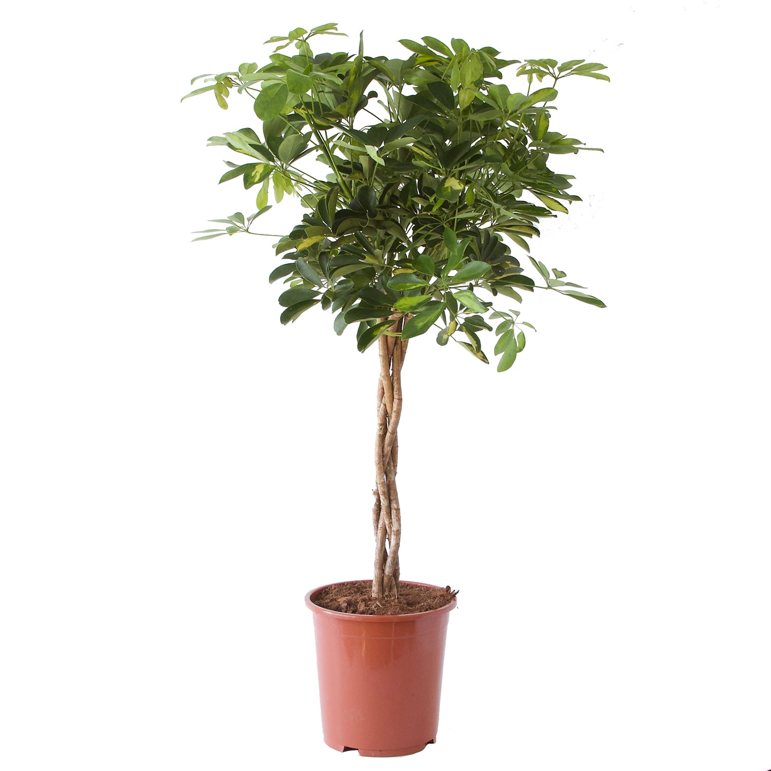 Schefflera Arboricola gold capella ↑ 100 cm ⌀ 27 cm