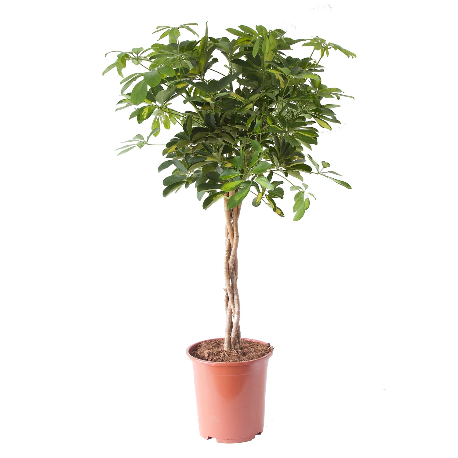 Schefflera Arboricola gold capella ↑ 100 cm ⌀ 27 cm - Afbeelding 3
